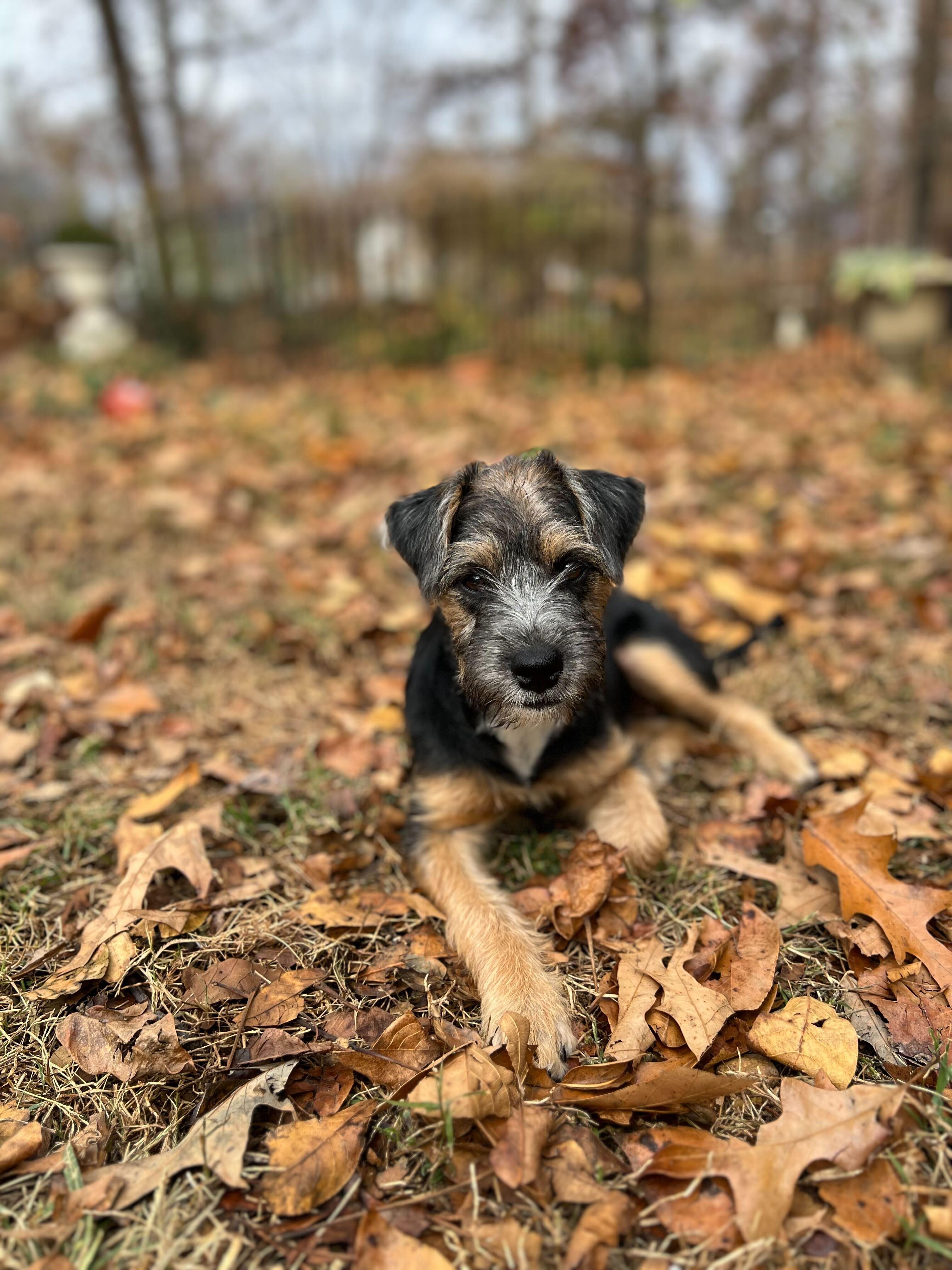 Enlarge MORENA, an adopted mixed breed in Fuquay Varina, NC image 3/3