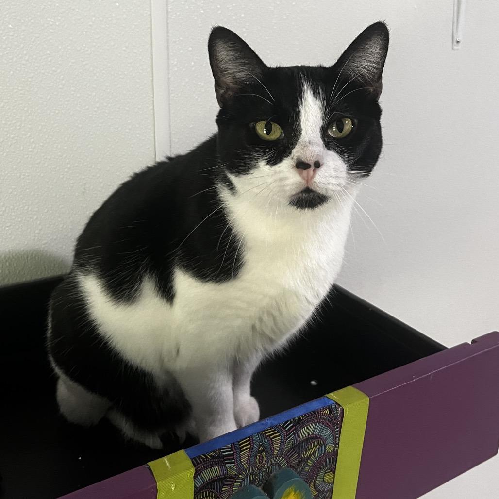 Wilma, a Adoptable Domestic Short Hair in Brighton, MO image 1/5