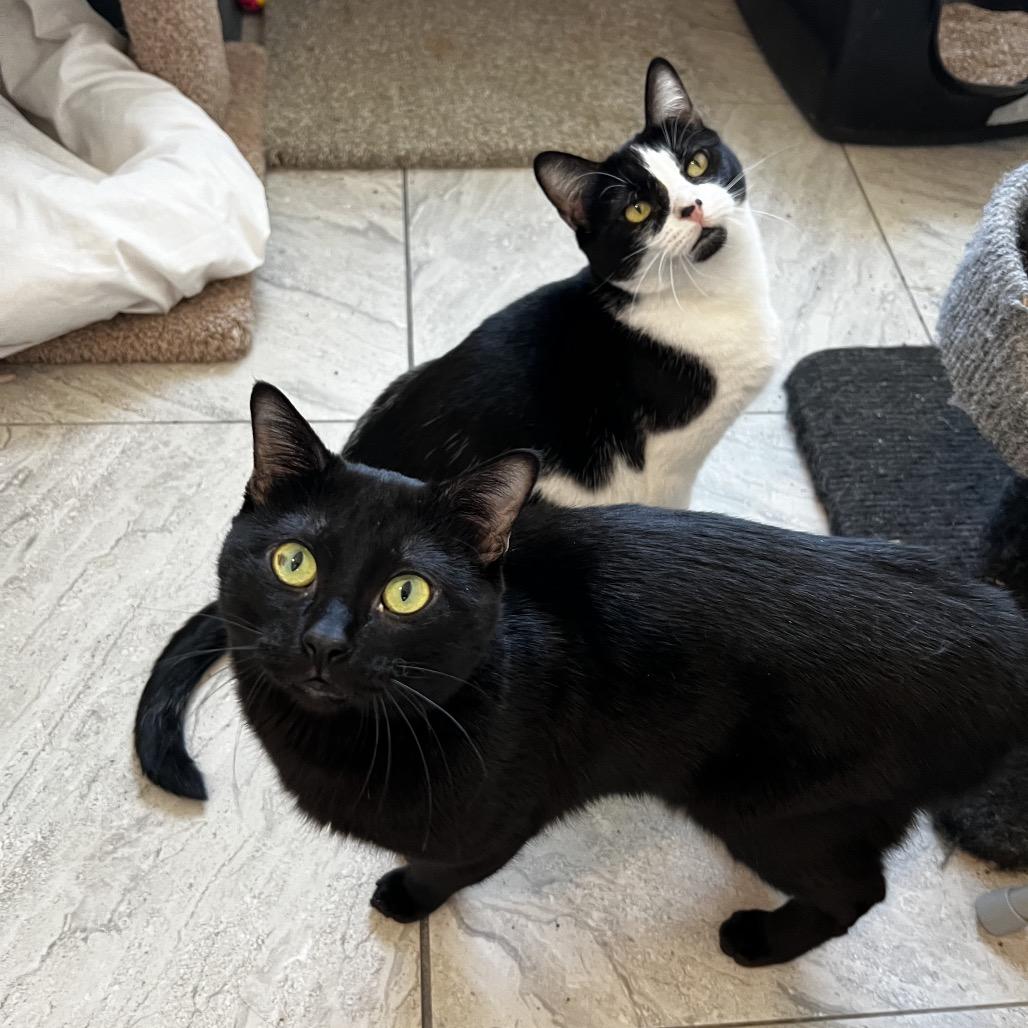 Wilma, a Adoptable Domestic Short Hair in Brighton, MO image 2/5