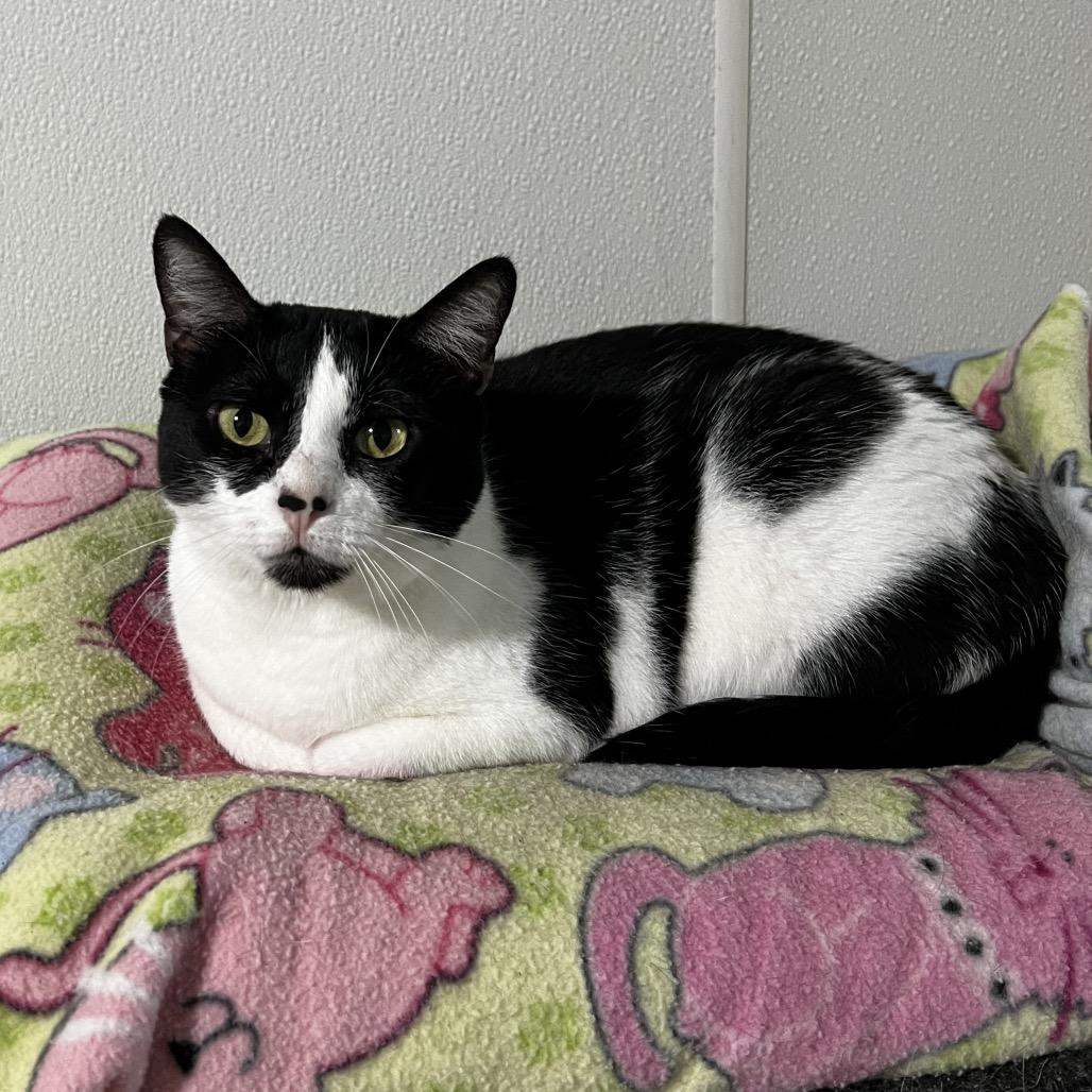 Wilma, a Adoptable Domestic Short Hair in Brighton, MO image 3/6