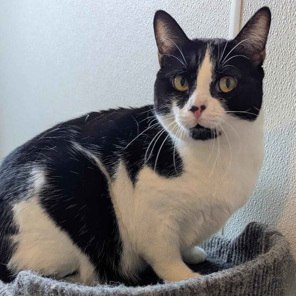 Wilma, a Adoptable Domestic Short Hair in Brighton, MO image 3/5