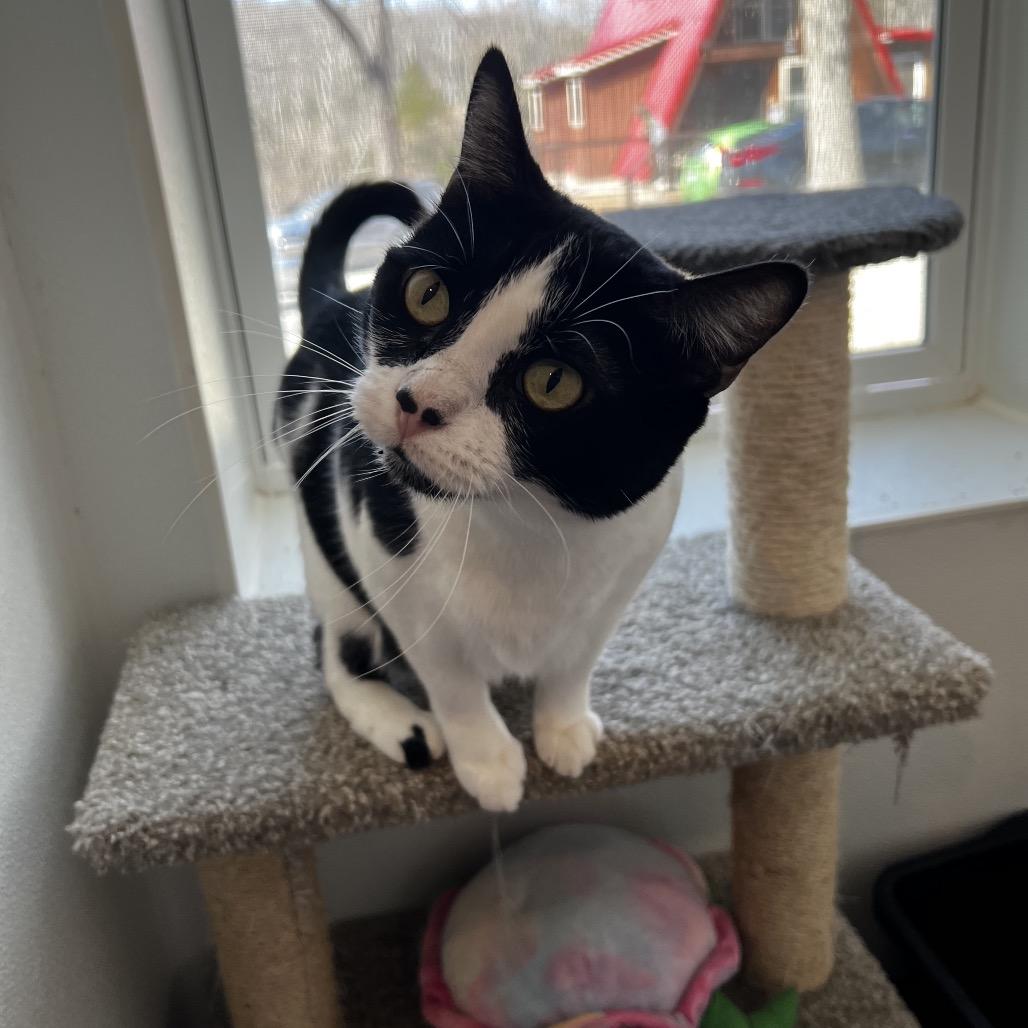 Wilma, a Adoptable Domestic Short Hair in Brighton, MO image 4/5