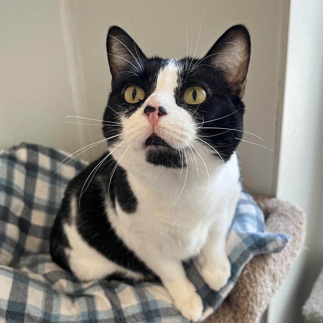Wilma, a Adoptable Domestic Short Hair in Brighton, MO image 5/5