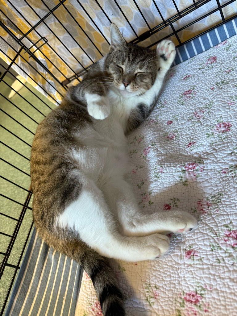 Cappuccino, Adoptable, Adult Female Tabby.