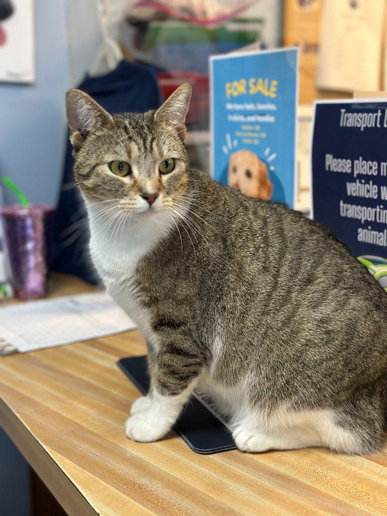 Cappuccino, Adoptable, Adult Female Tabby.