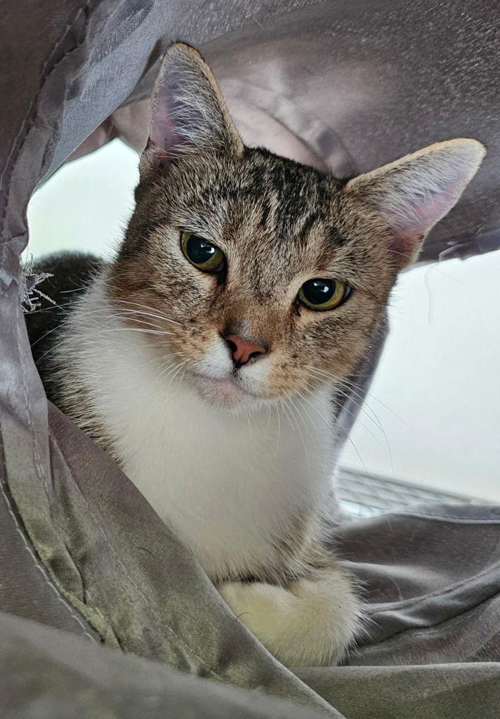 Cappuccino, a Adoptable Tabby in Lovingston, VA image 2/3
