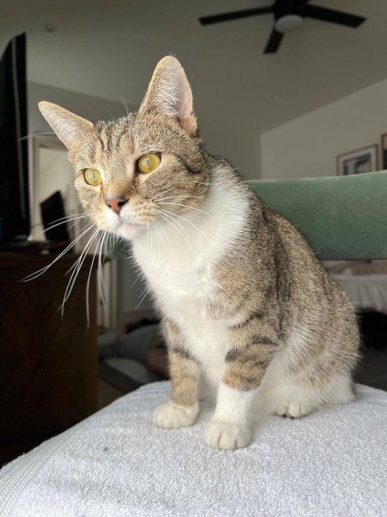 Enlarge Cappuccino, a Adoptable Tabby in Lovingston, VA image 3/3