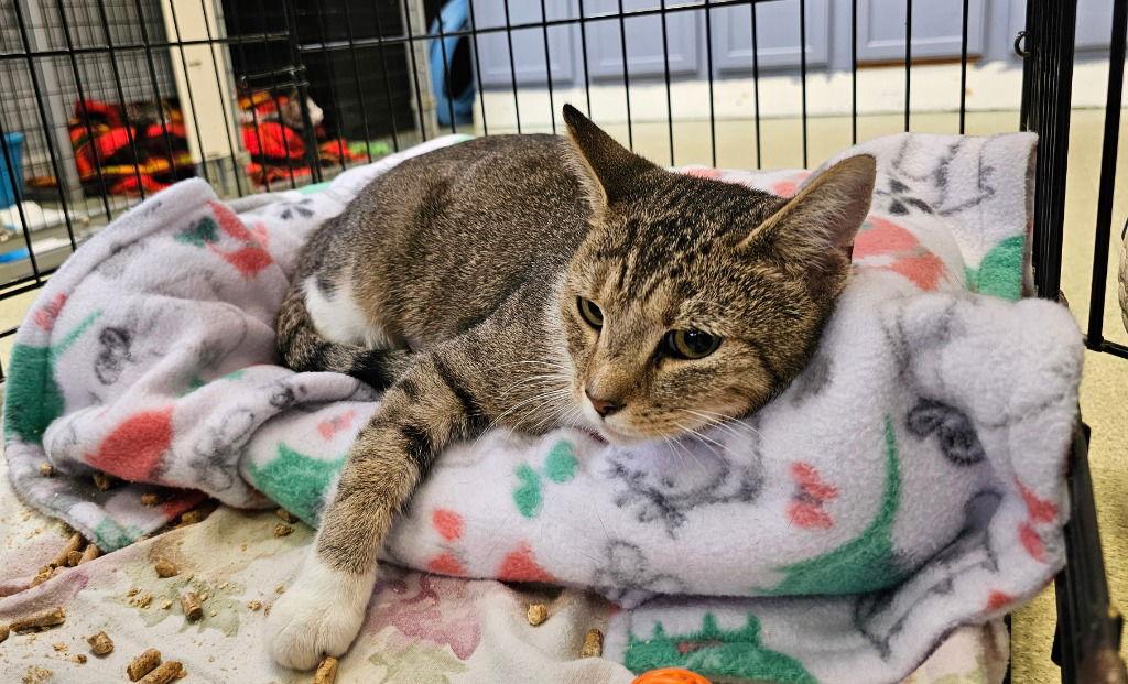 Cappuccino, a Adoptable Tabby in Lovingston, VA image 3/3