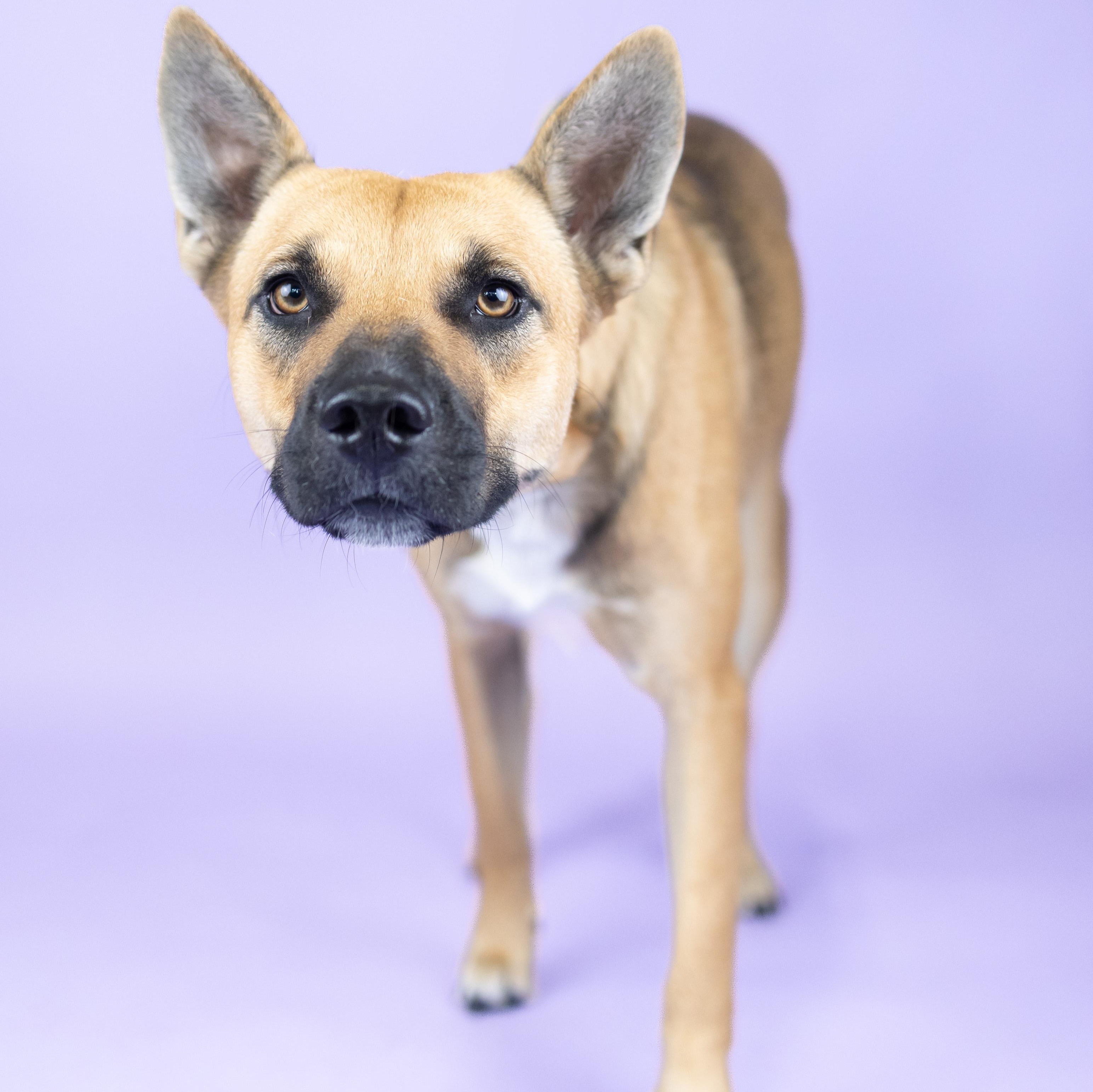 Enlarge Peggy, an adoptable mixed breed in Portland, OR image 1/1
