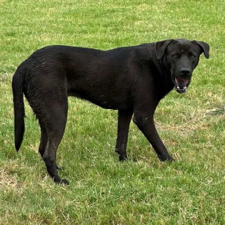 Ranger, Adoptable, Adult Male Black Labrador Retriever & Pit Bull Terrier.