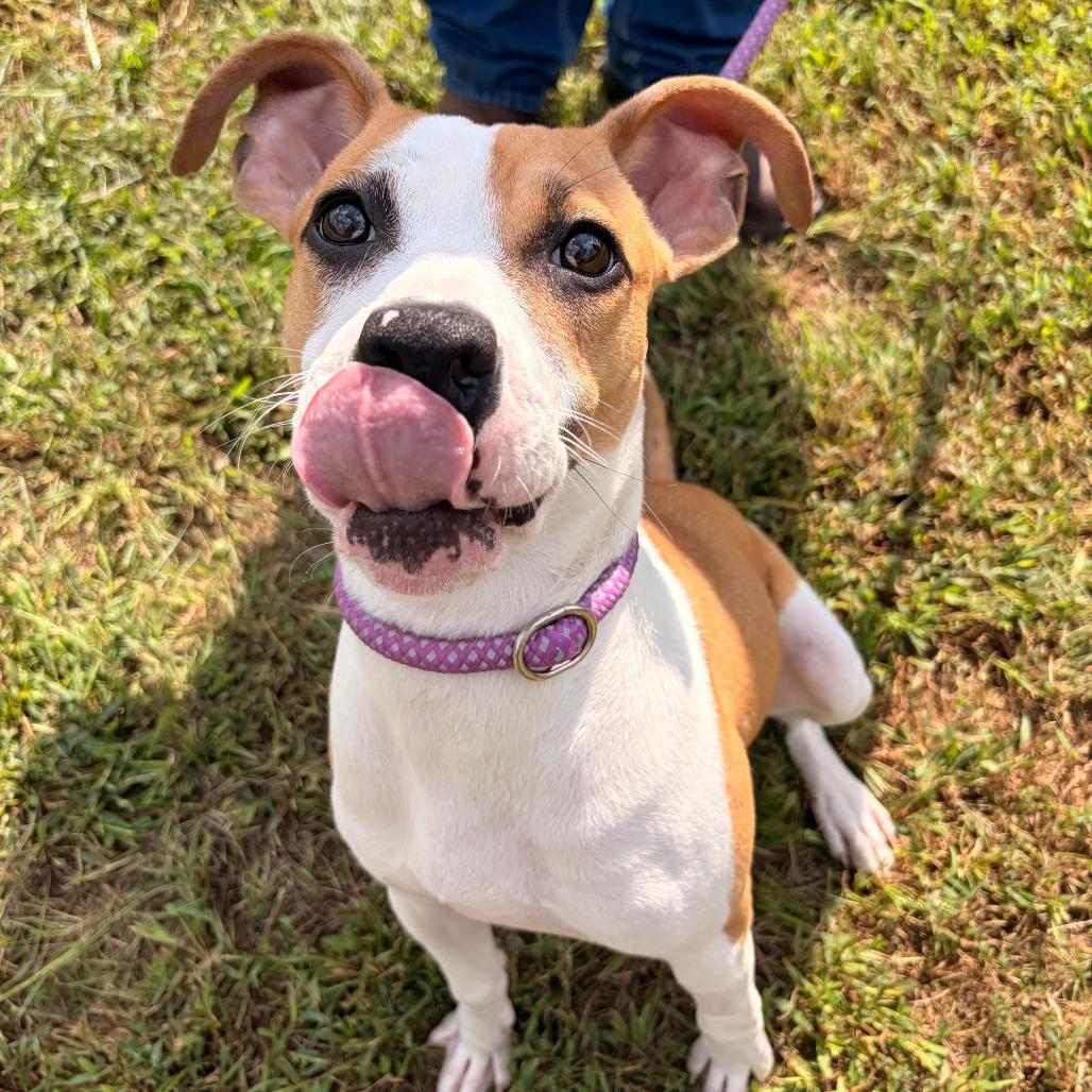 Willow, Adoptable, Young Female Boxer & Mixed Breed.