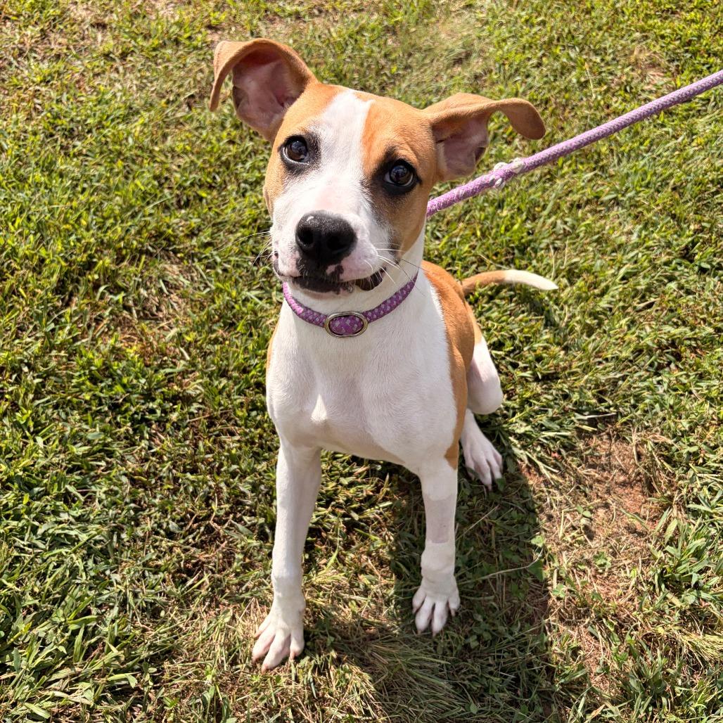 Enlarge Willow, a Adoptable mixed breed in Franklin, NC image 2/5