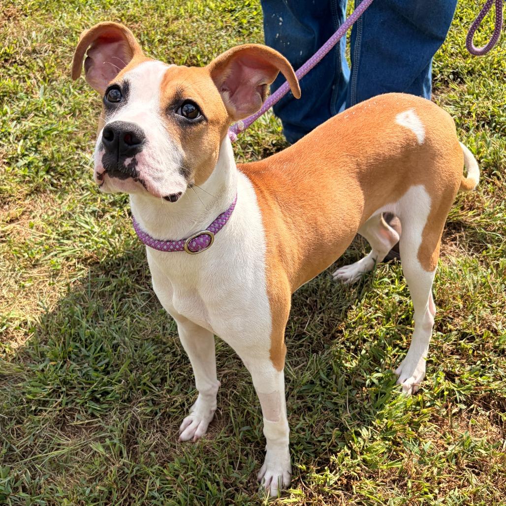 Enlarge Willow, a Adoptable mixed breed in Franklin, NC image 3/5