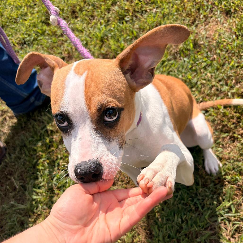Enlarge Willow, a Adoptable mixed breed in Franklin, NC image 4/5