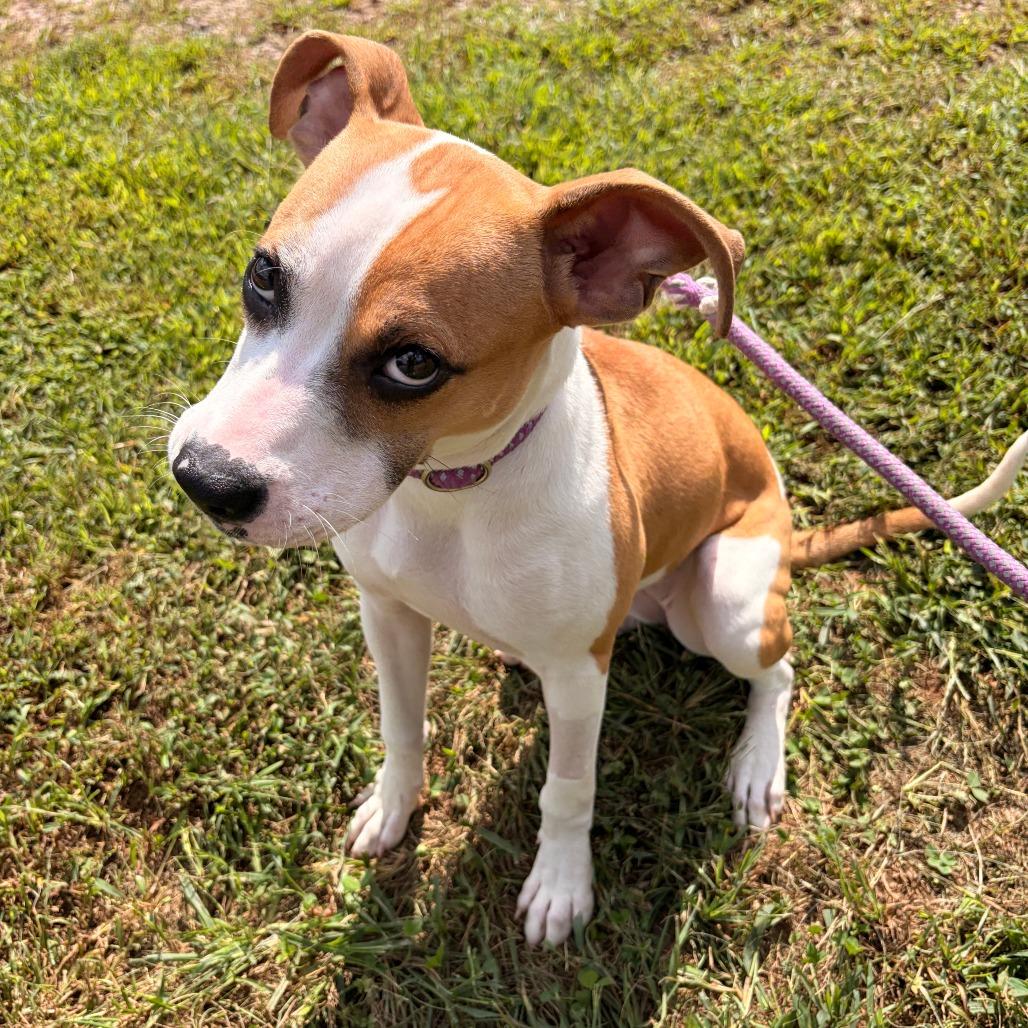 Enlarge Willow, a Adoptable mixed breed in Franklin, NC image 5/5
