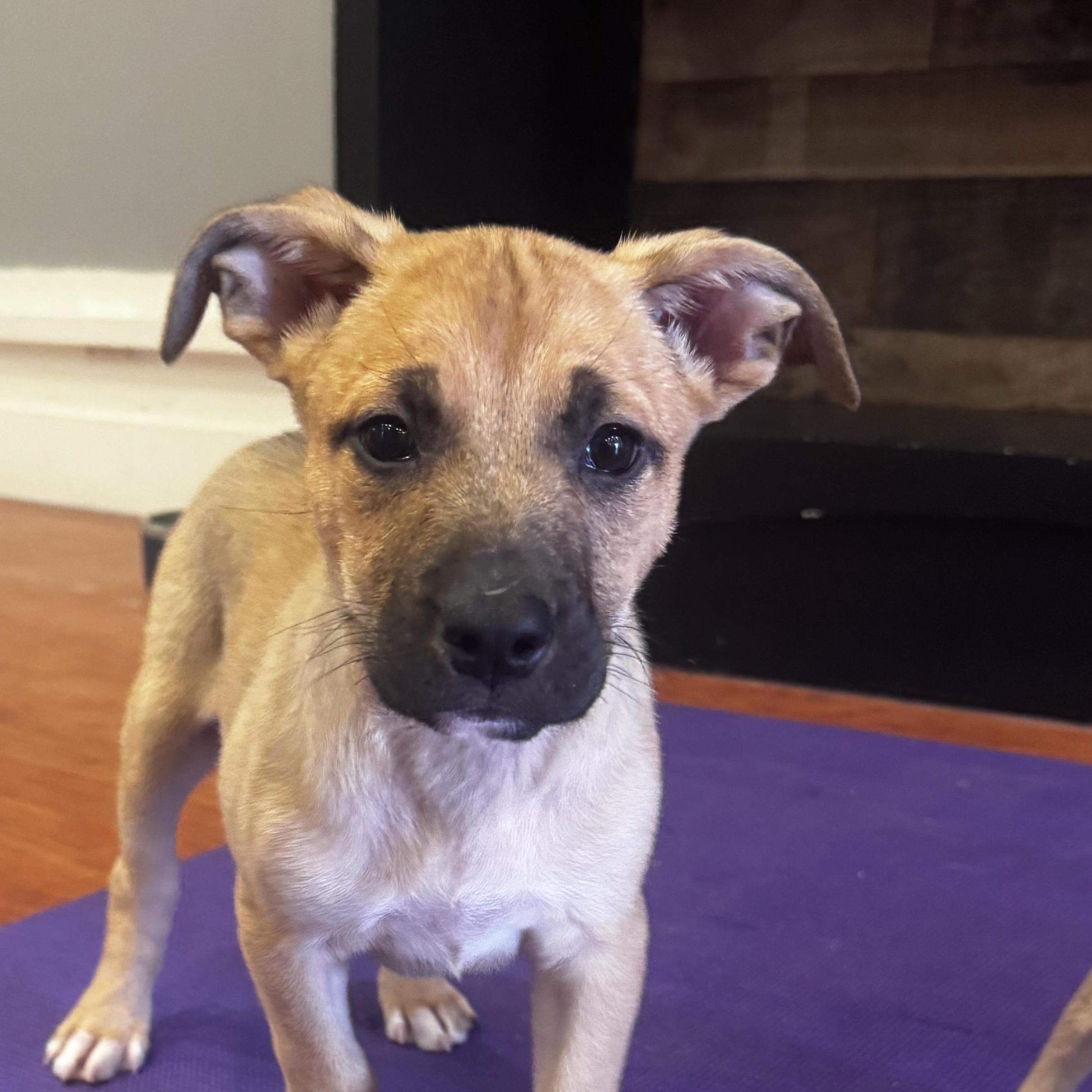 Berry, a Adopted mixed breed in Westminster, CO image 5/5