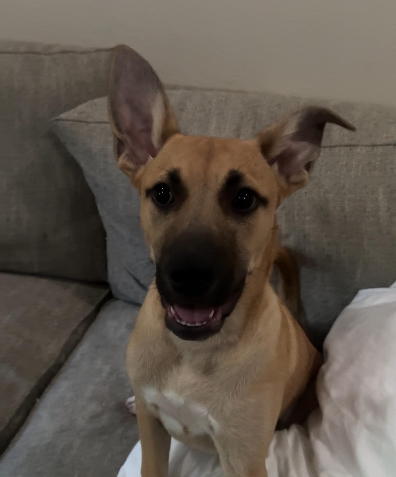 Berry, Adopted, Puppy Male German Shepherd Dog & Rat Terrier.