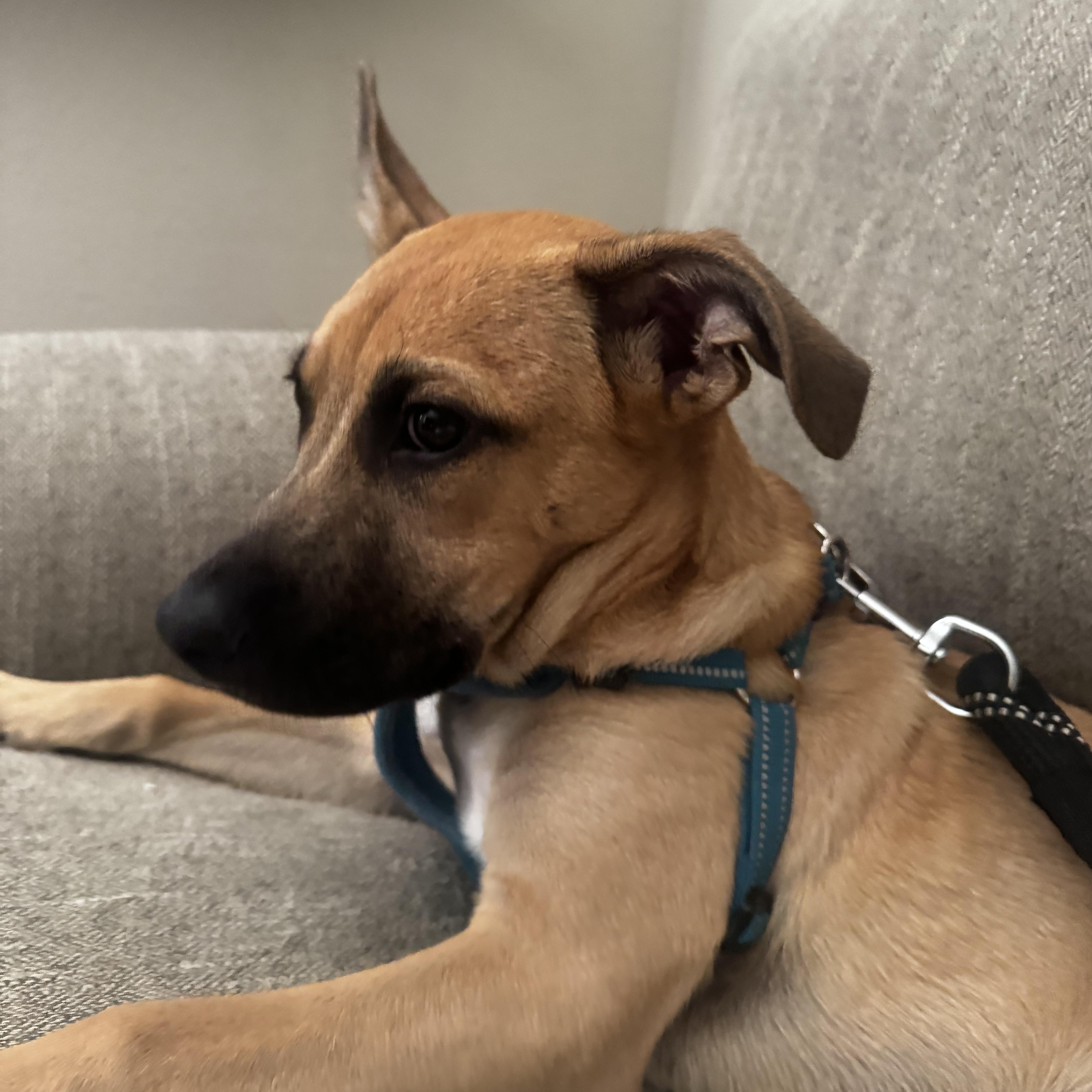 Berry, a Adopted mixed breed in Westminster, CO image 3/5