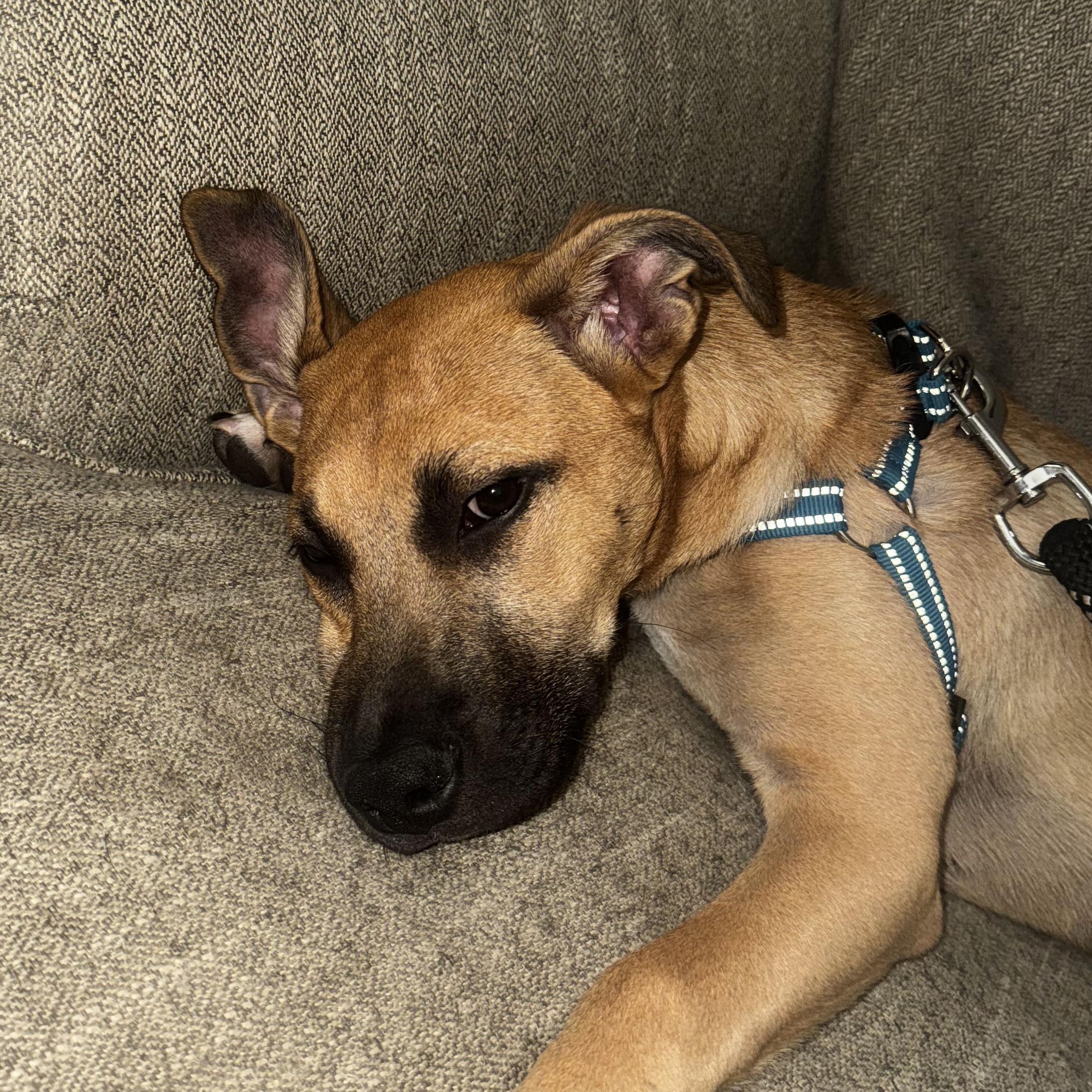 Berry, a Adopted mixed breed in Westminster, CO image 4/5