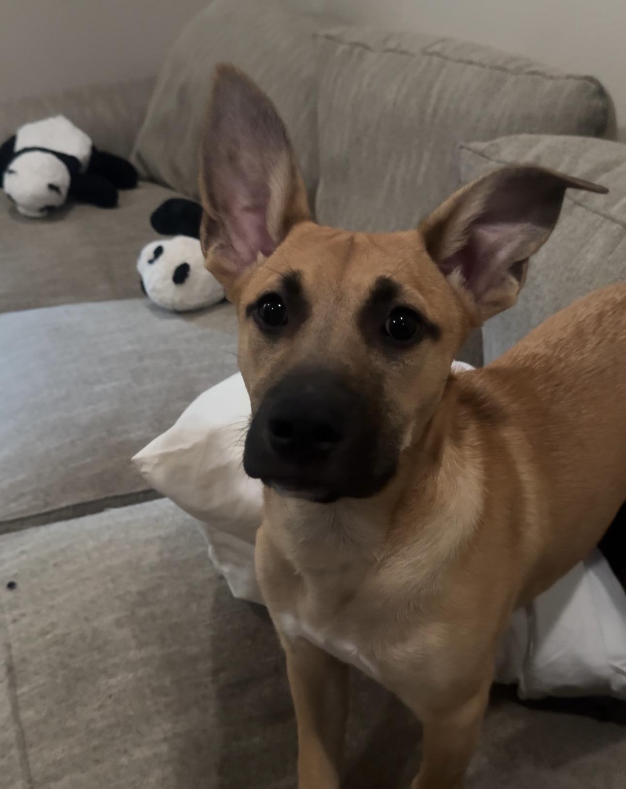 Berry, a Adopted mixed breed in Westminster, CO image 2/5