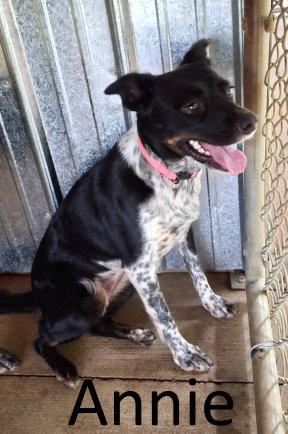 Enlarge Annie, a Adoptable mixed breed in Mountain View, AR image 1/3