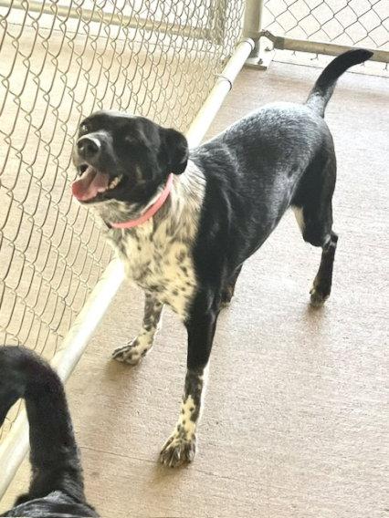 Enlarge Annie, a Adoptable mixed breed in Mountain View, AR image 2/3