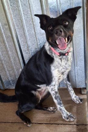 Enlarge Annie, a Adoptable mixed breed in Mountain View, AR image 3/3