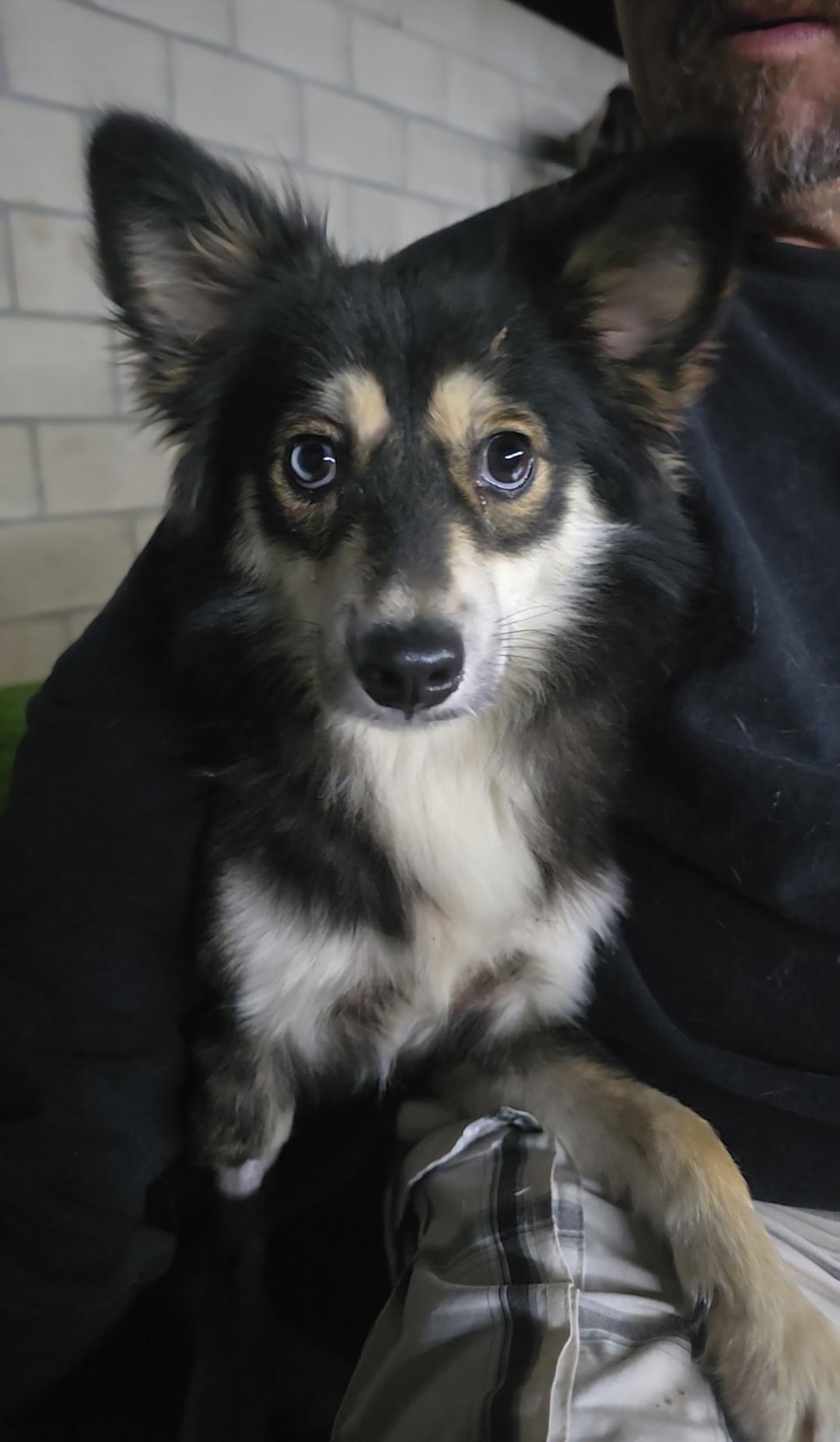 Fox, adopted, Young Male Shetland Sheepdog / Sheltie & Chihuahua.