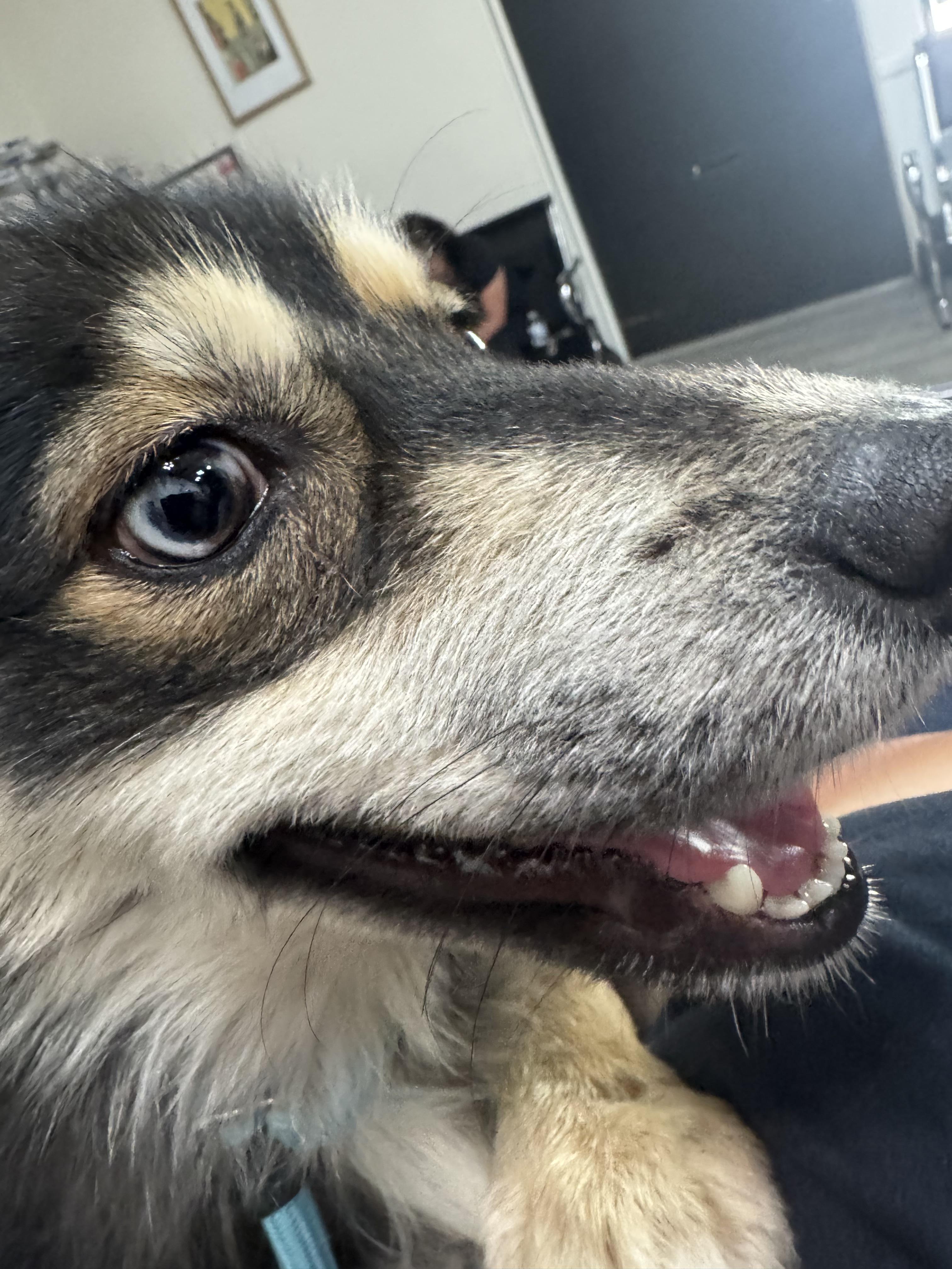 Enlarge Fox, an adopted mixed breed in Novato, CA image 2/6