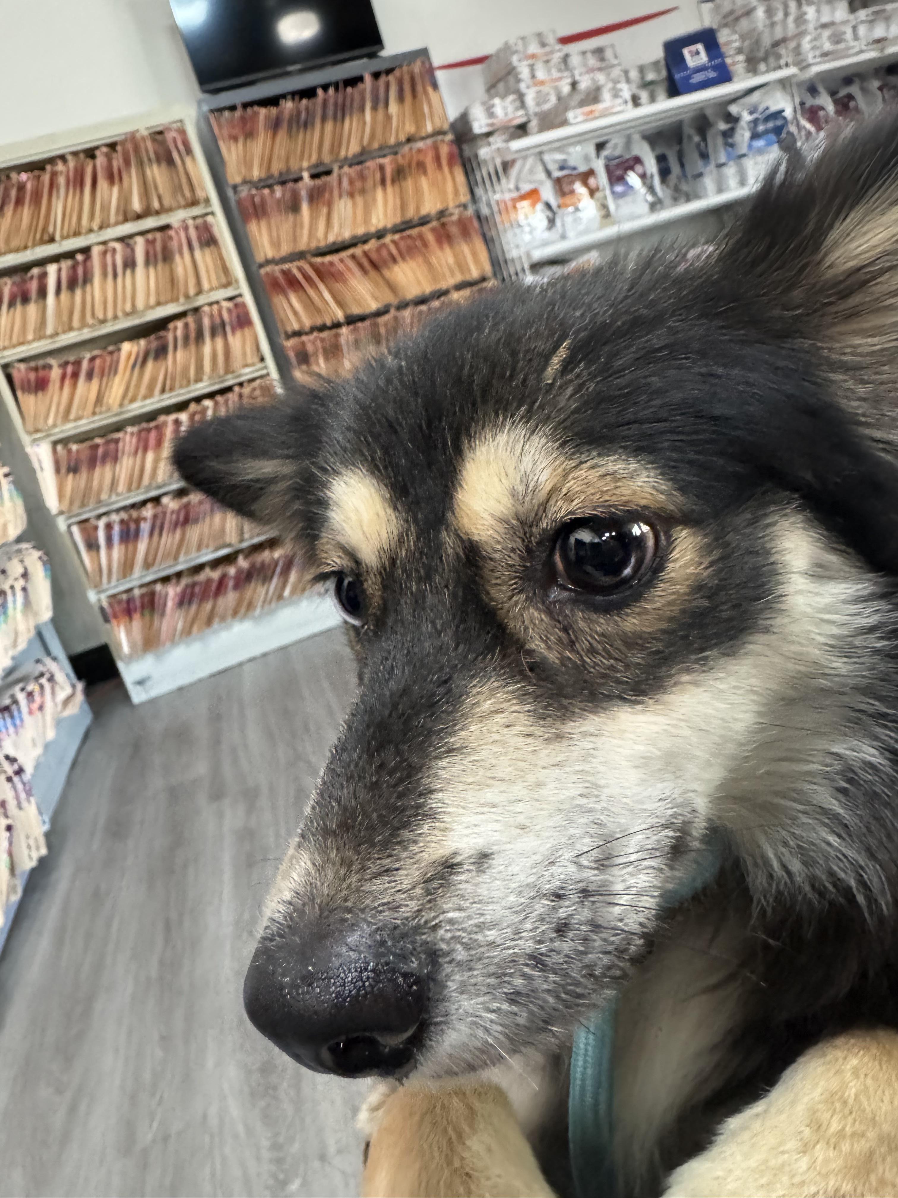 Enlarge Fox, an adopted mixed breed in Novato, CA image 6/6