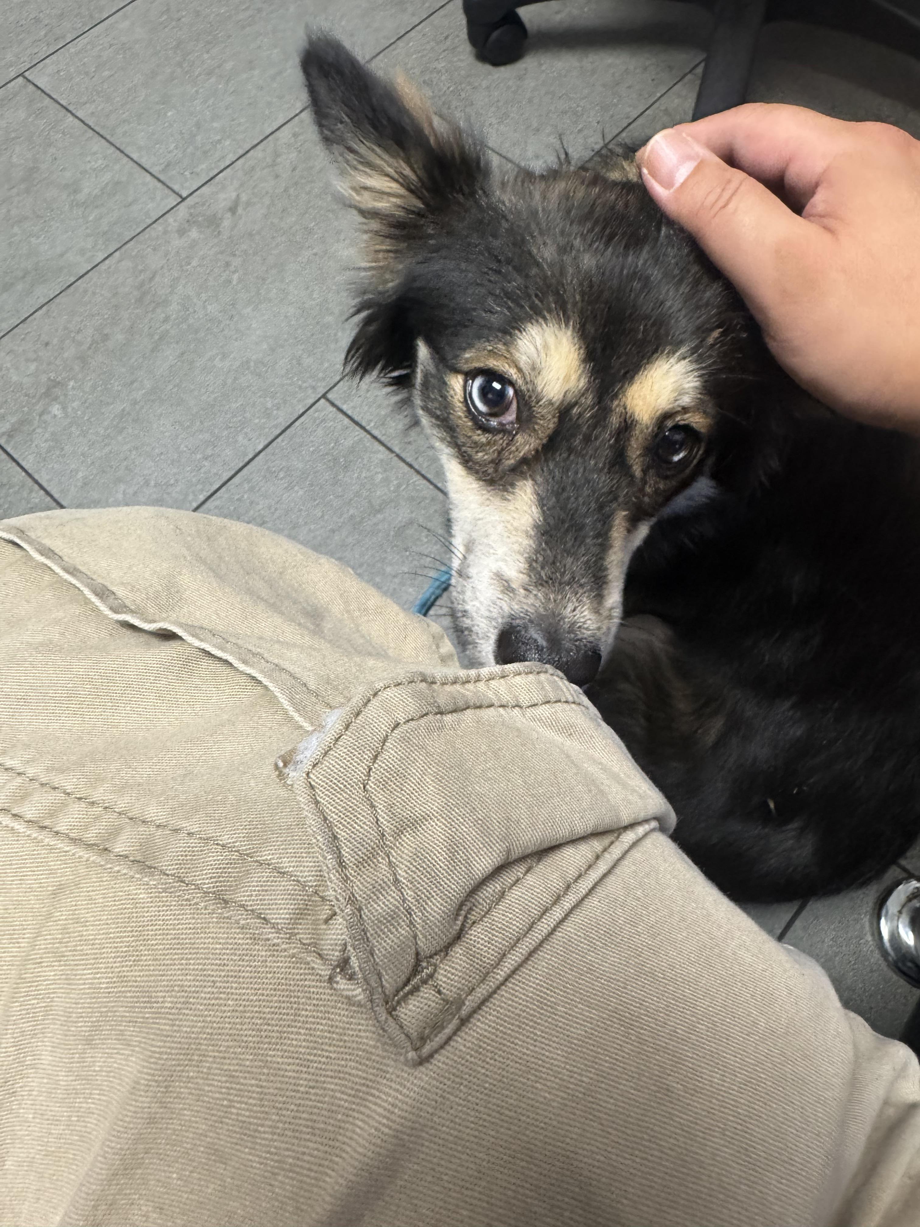 Enlarge Fox, an adopted mixed breed in Novato, CA image 4/6