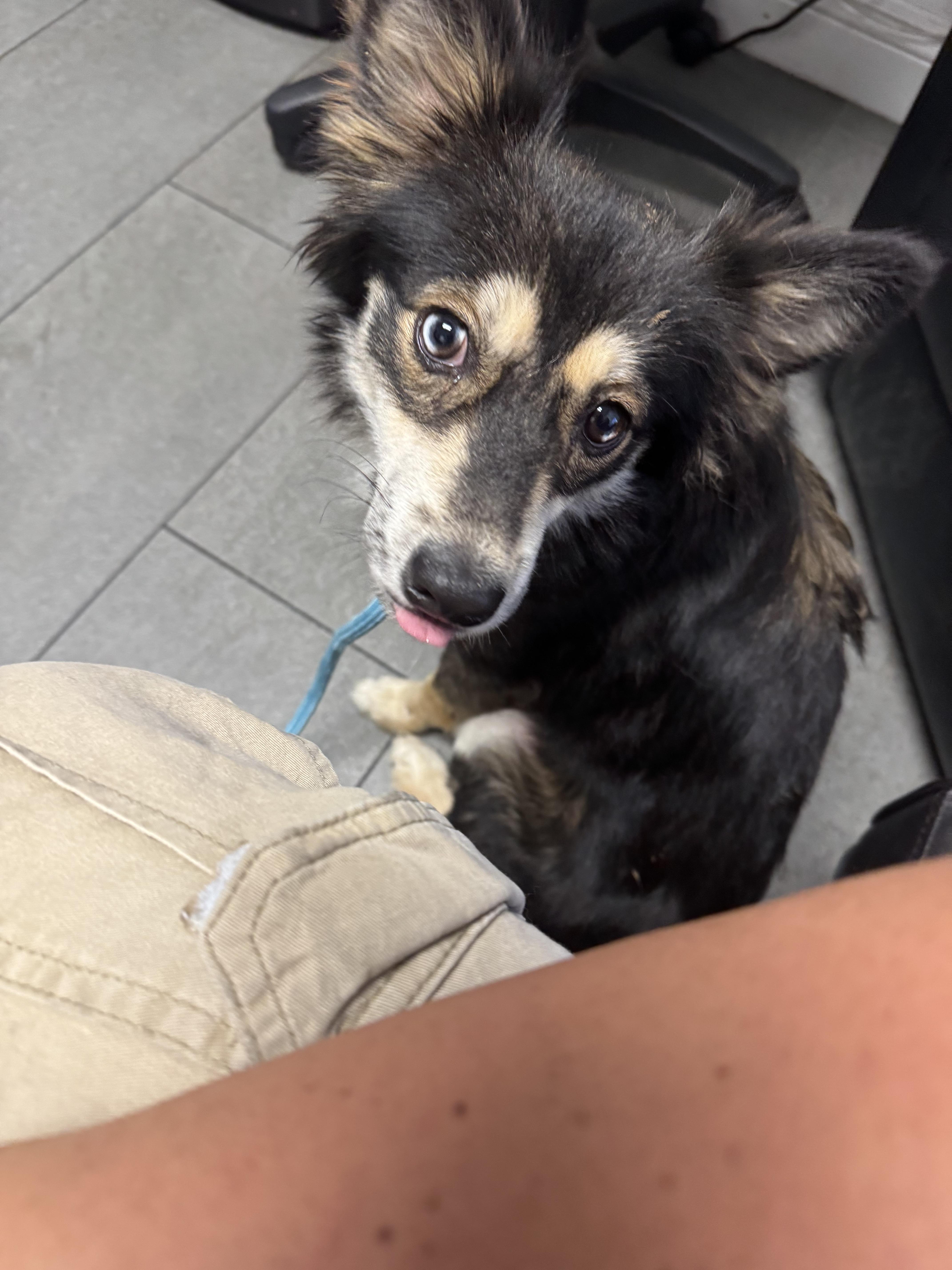 Enlarge Fox, an adopted mixed breed in Novato, CA image 5/6