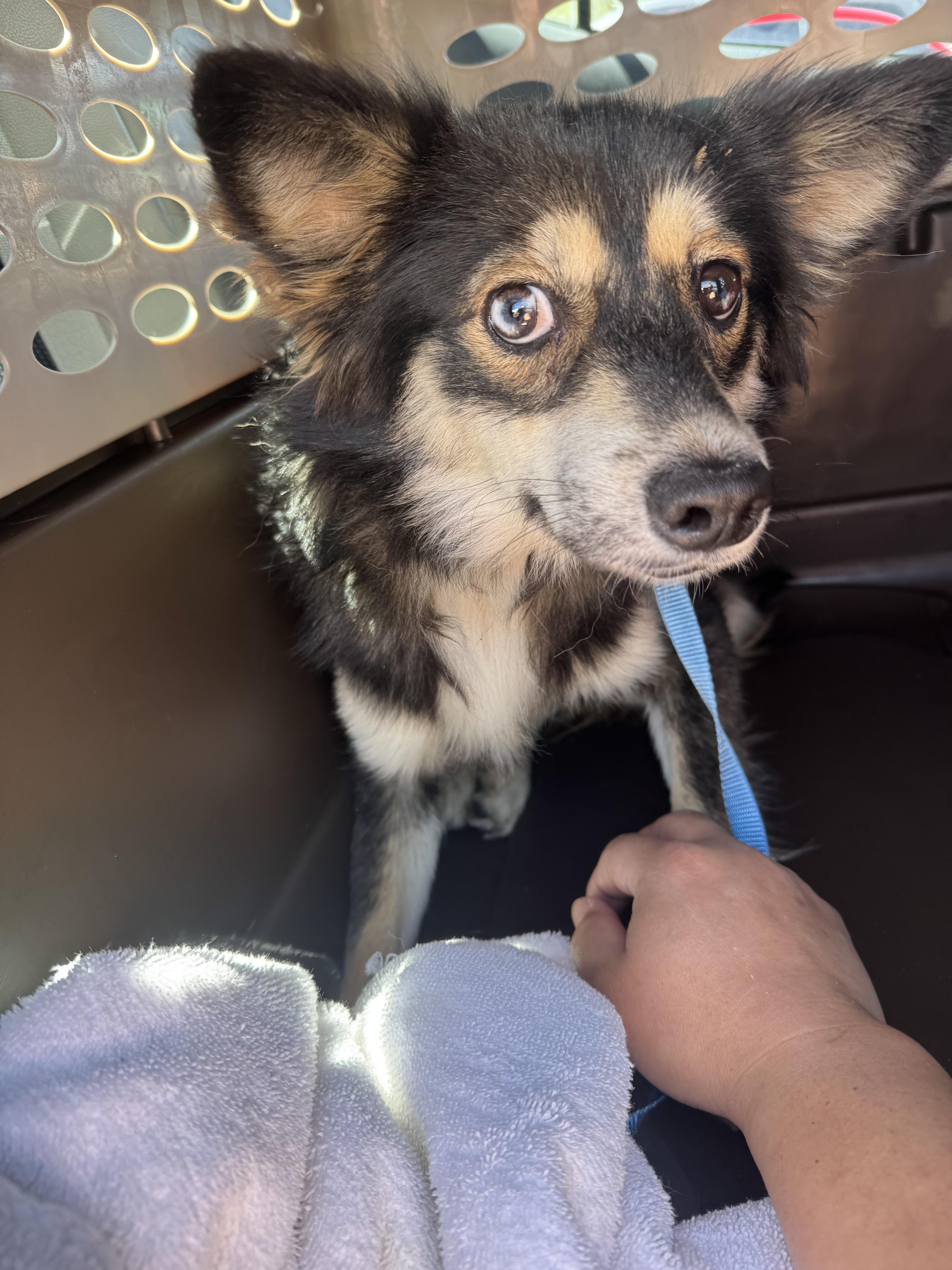 Enlarge Fox, an adopted mixed breed in Novato, CA image 3/6