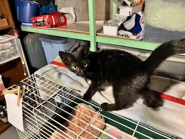 Midnight, ADOPTABLE, Young Male Domestic Short Hair.