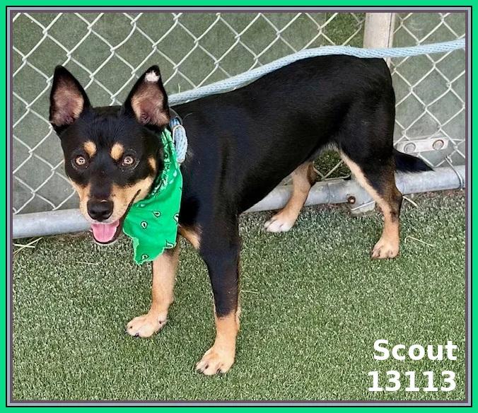 SCOUT
