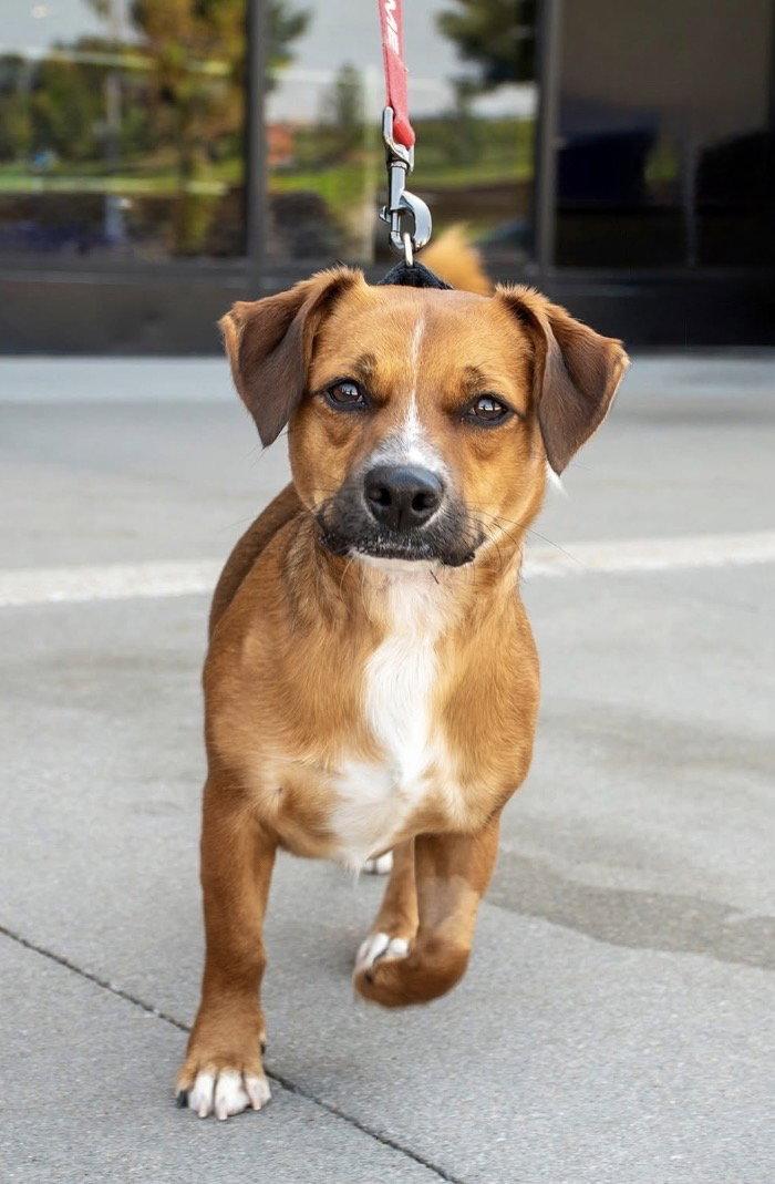Enlarge Walter, a Adoptable Dachshund in Omaha, NE image 1/3