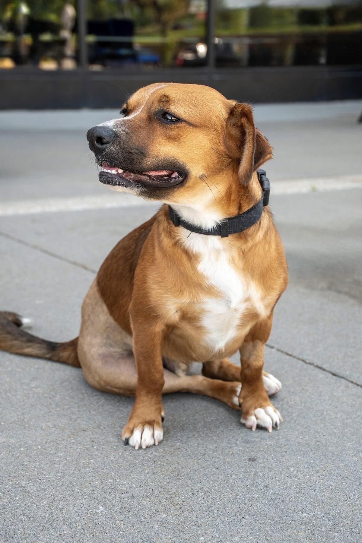 Enlarge Walter, a Adoptable Dachshund in Omaha, NE image 2/3