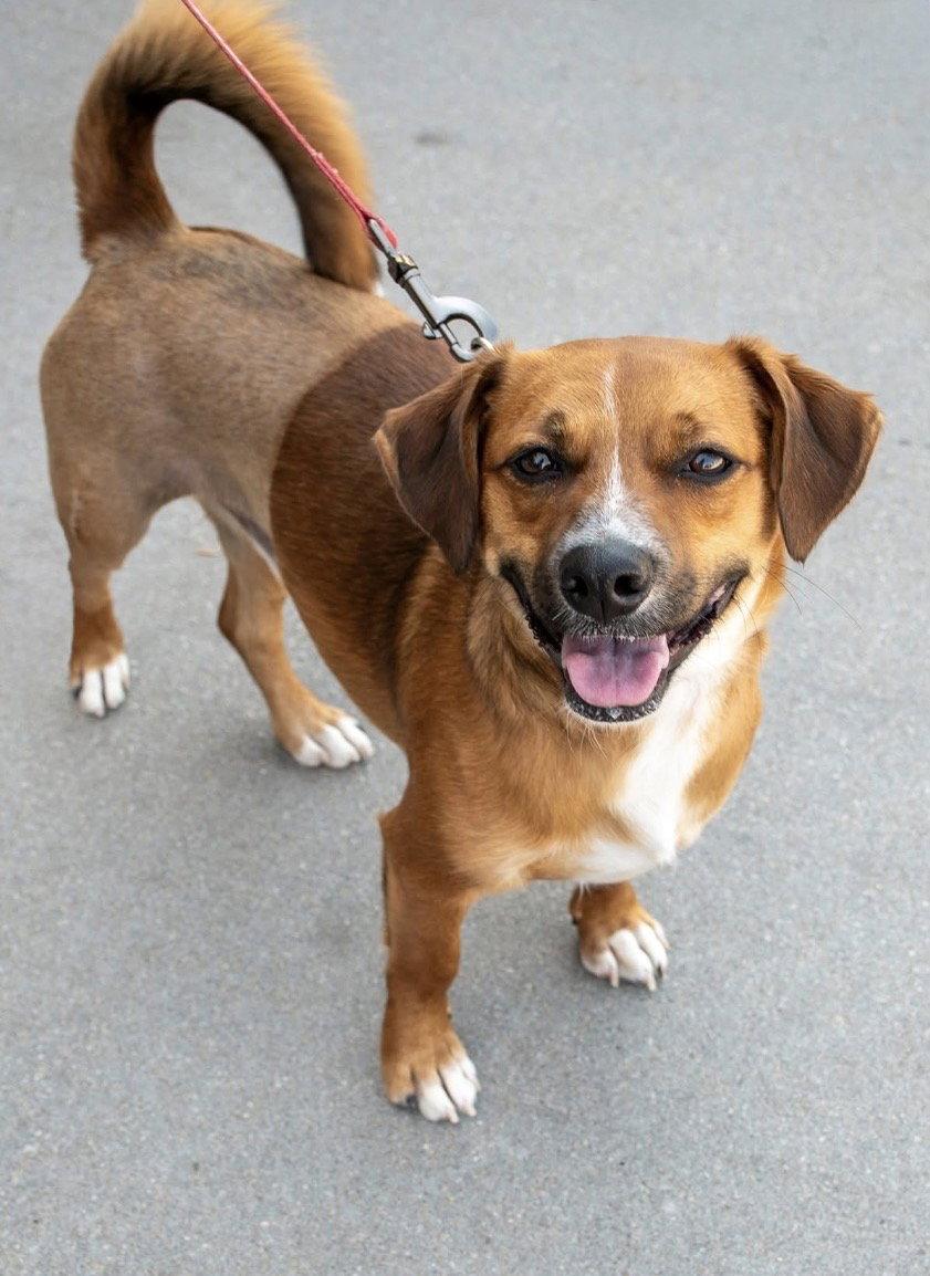 Enlarge Walter, a Adoptable Dachshund in Omaha, NE image 3/3