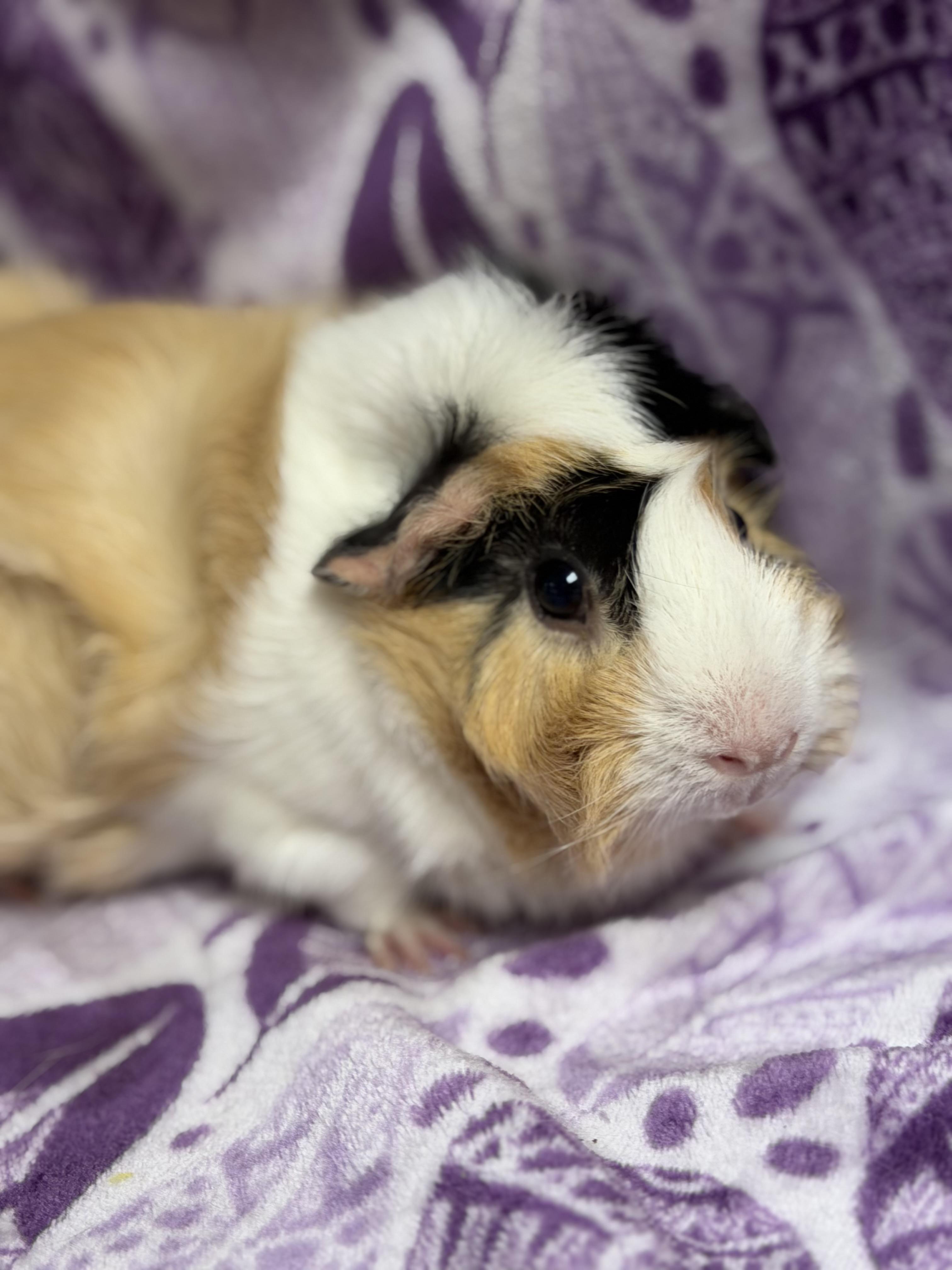Arlene, adopted, Adult Female Guinea Pig & Abyssinian.