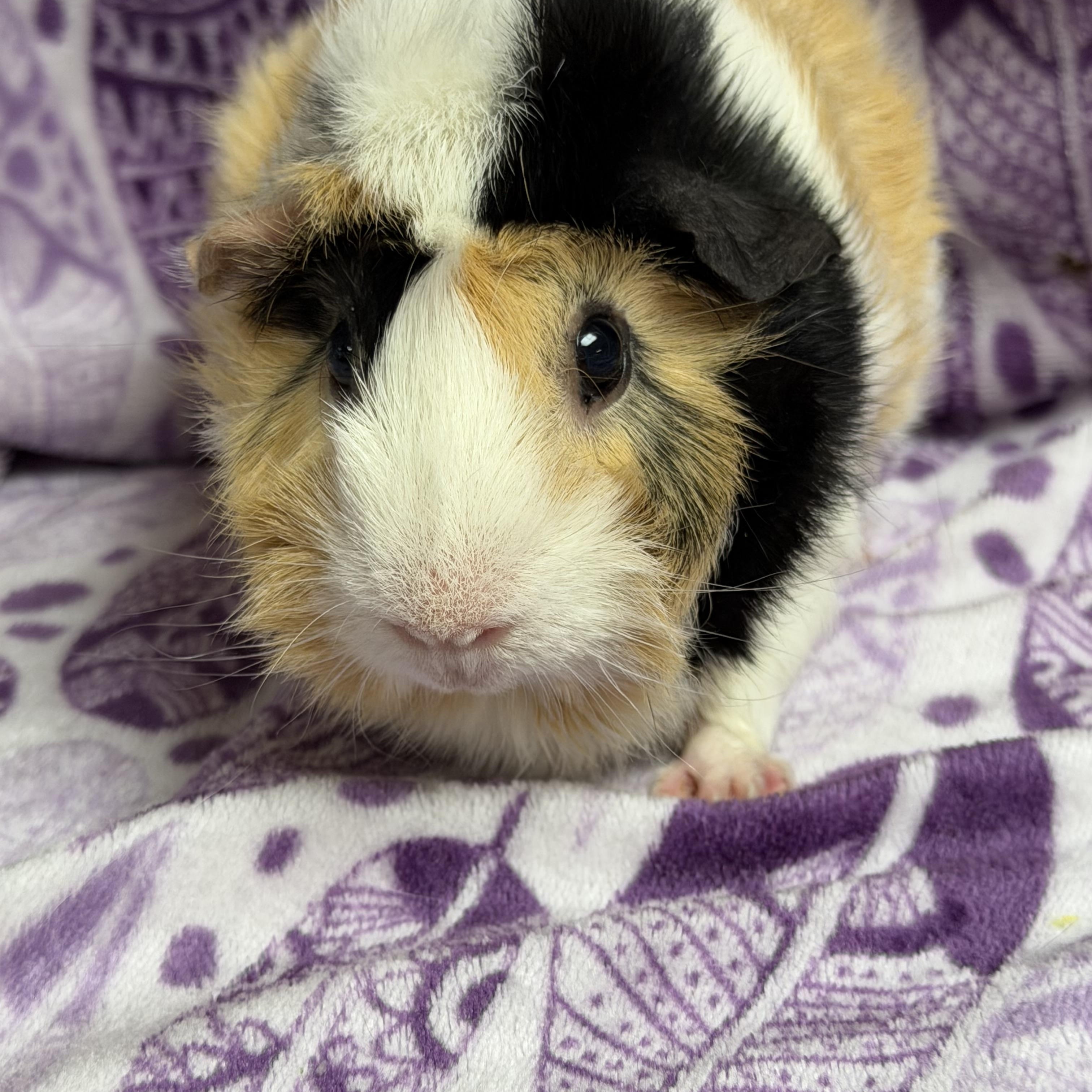 Arlene, an adopted mixed breed in Edinburg, PA image 3/5