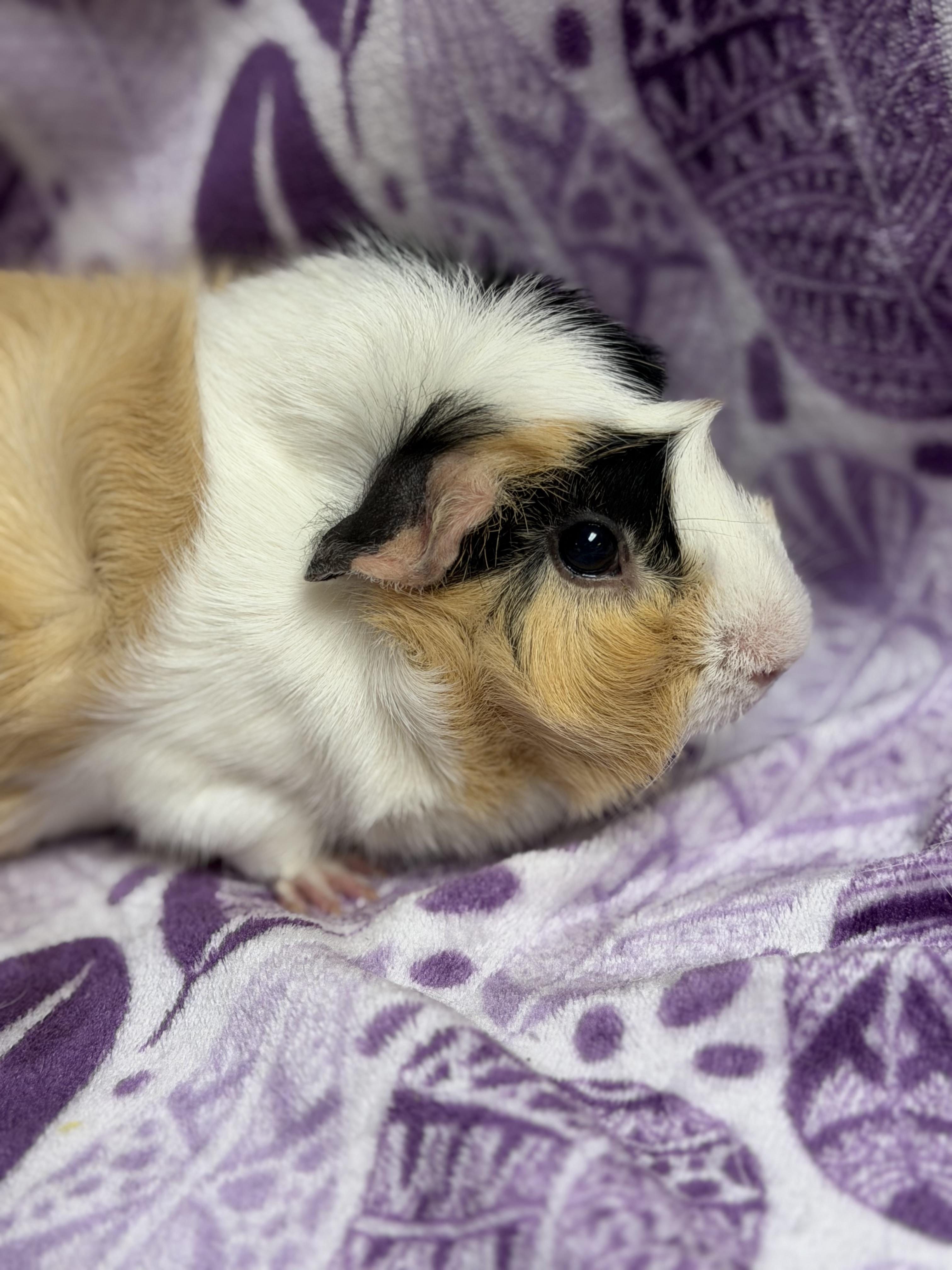 Arlene, an adopted mixed breed in Edinburg, PA image 5/5