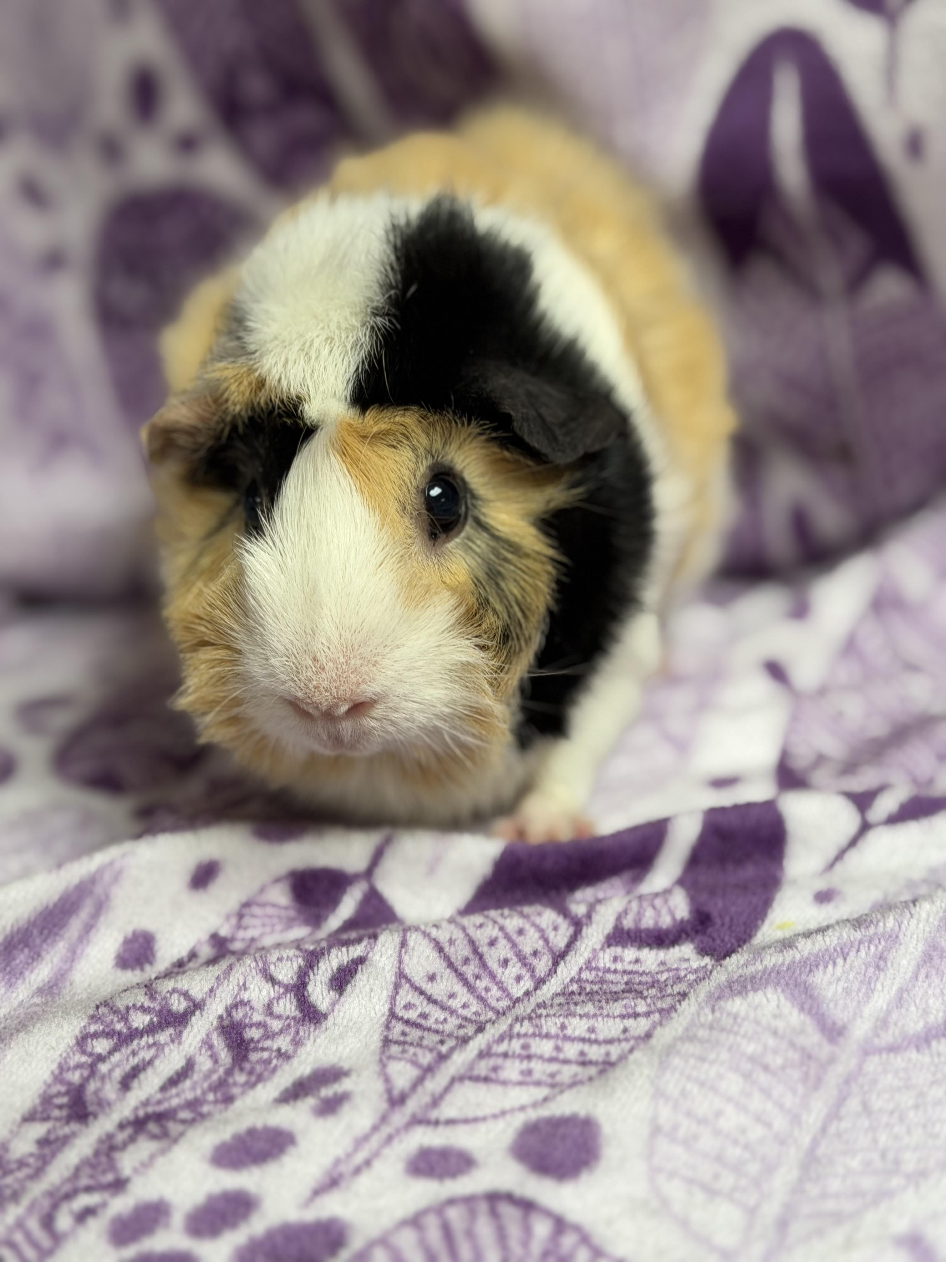 Arlene, an adopted mixed breed in Edinburg, PA image 4/5