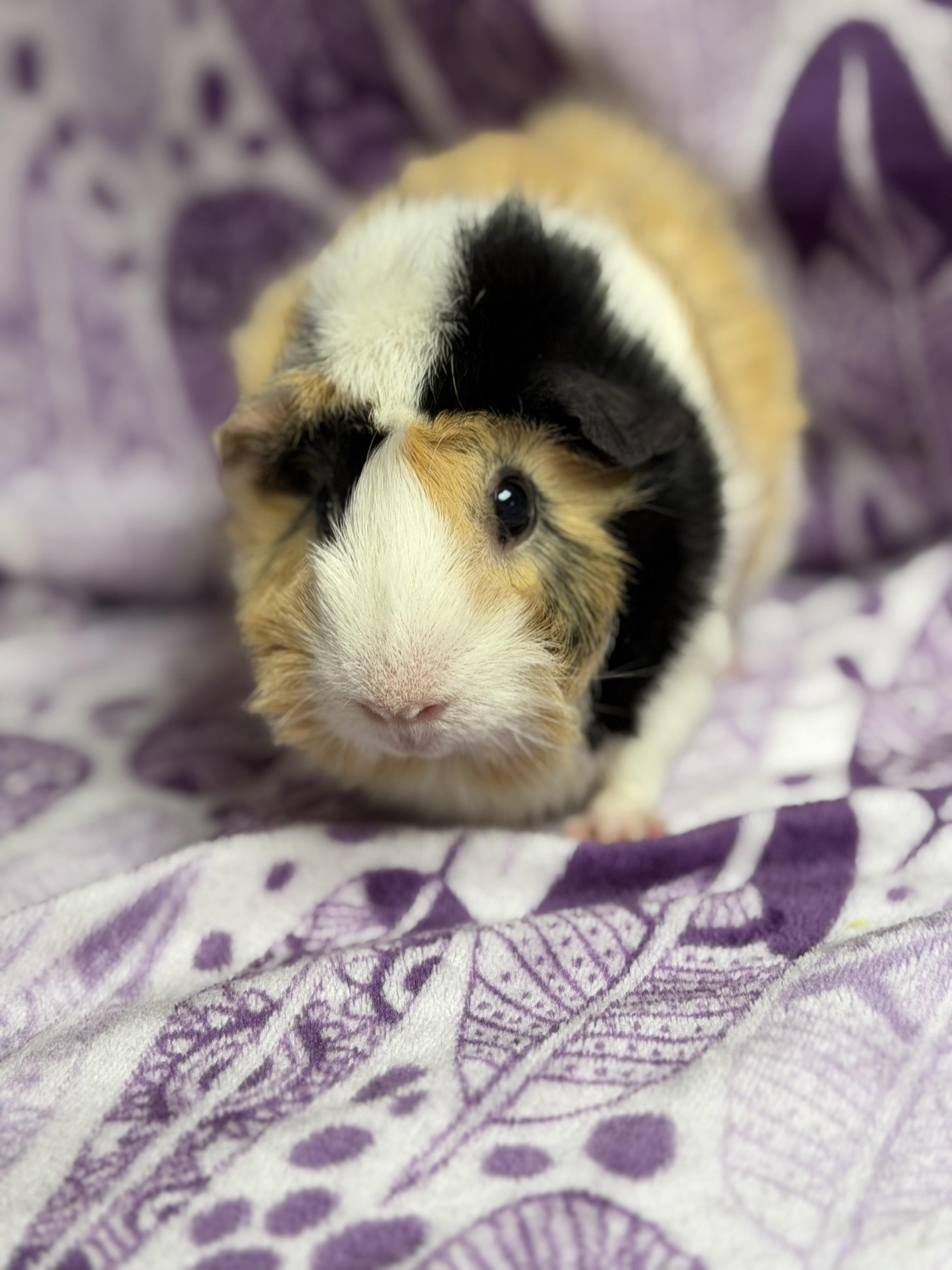 Arlene, an adopted mixed breed in Edinburg, PA image 2/5