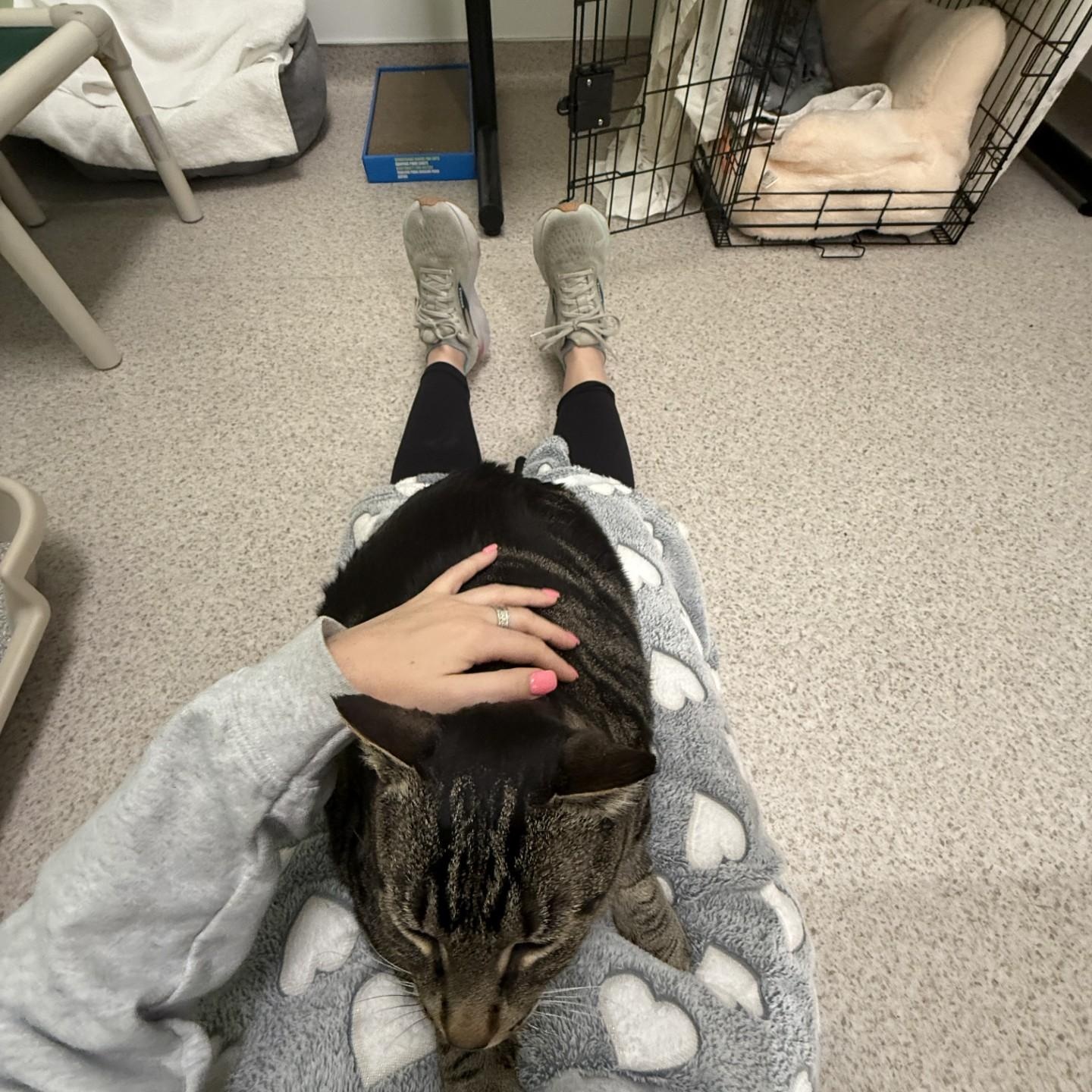 Enlarge Johnny, a ADOPTABLE Domestic Short Hair in Quincy, MA image 1/2