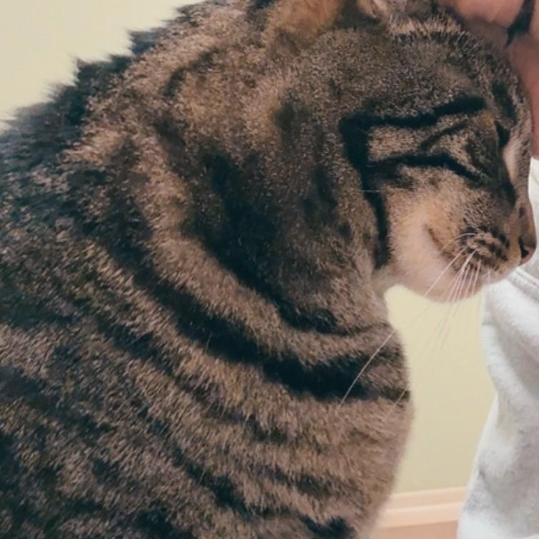 Enlarge Johnny, a ADOPTABLE Domestic Short Hair in Quincy, MA image 2/2