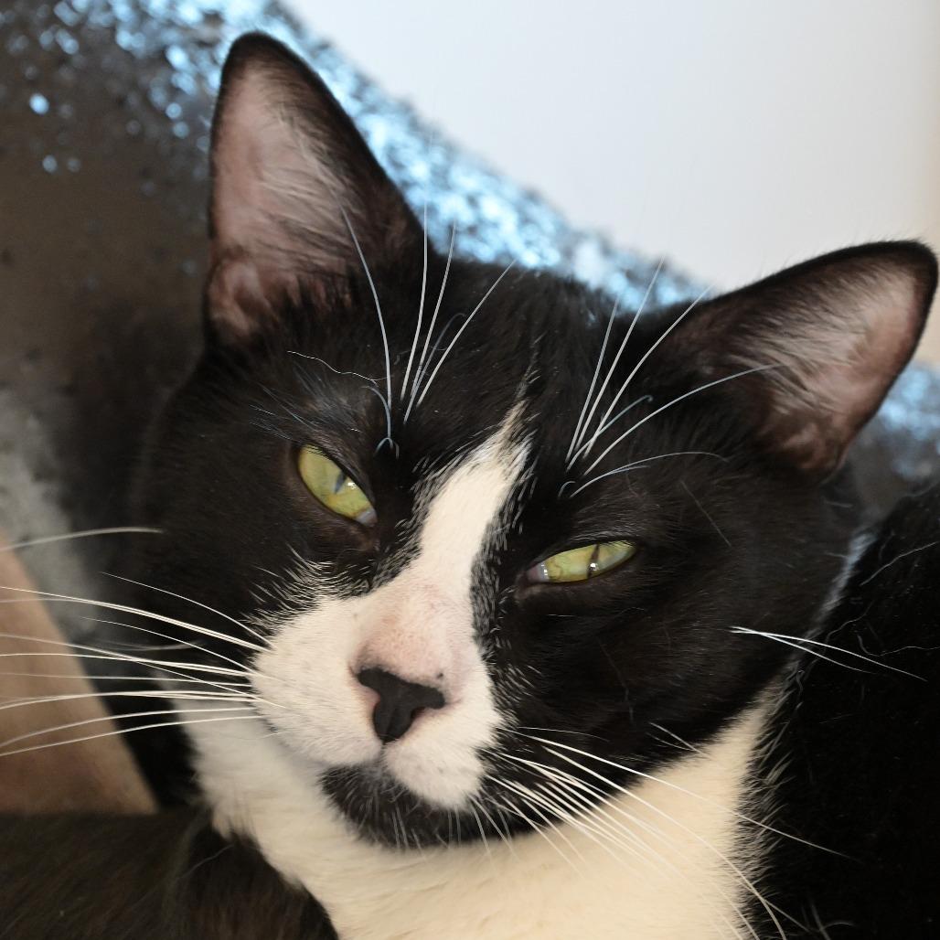 Enlarge P.T., a Adoptable Domestic Short Hair in Chilliwack, BC image 1/4