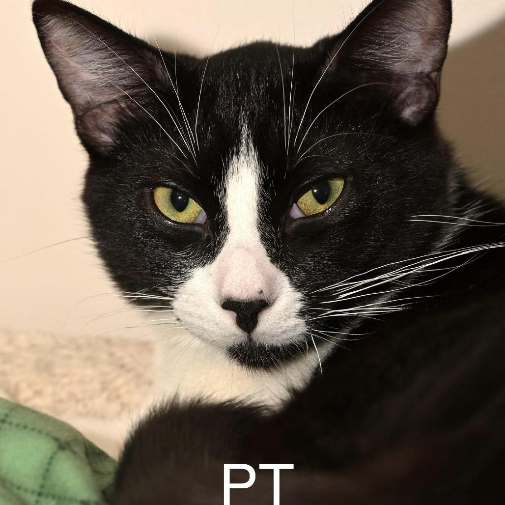 Enlarge P.T., a Adoptable Domestic Short Hair in Chilliwack, BC image 2/4