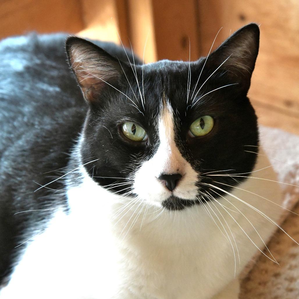 Enlarge P.T., a Adoptable Domestic Short Hair in Chilliwack, BC image 3/5
