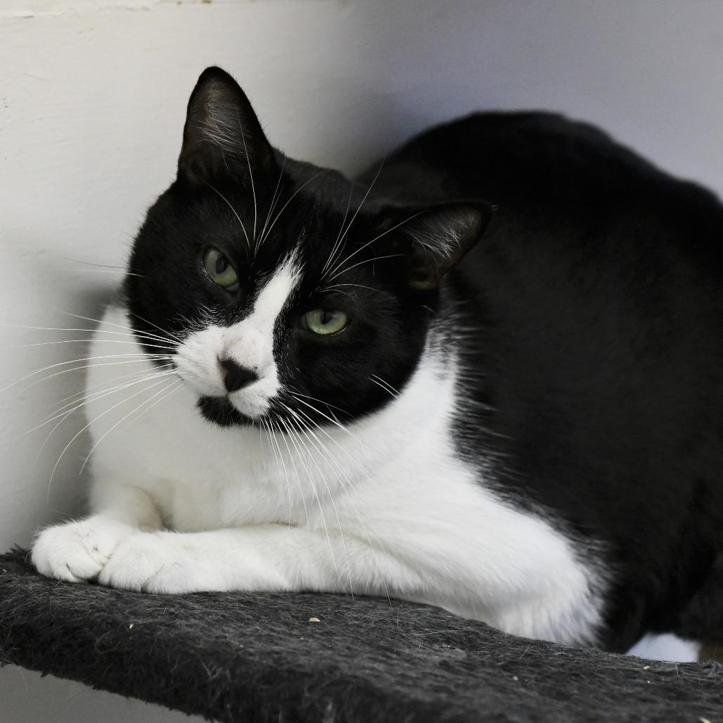 Enlarge P.T., a Adoptable Domestic Short Hair in Chilliwack, BC image 3/4