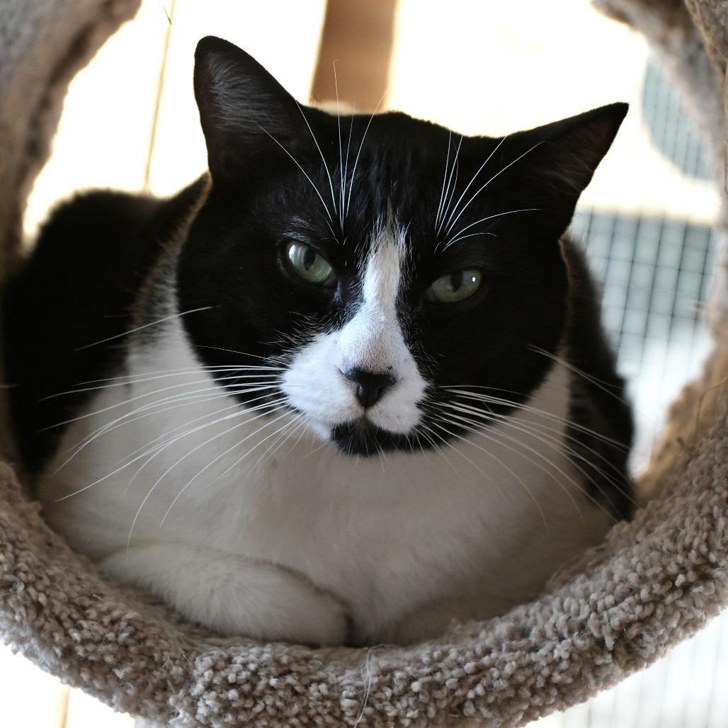 Enlarge P.T., a Adoptable Domestic Short Hair in Chilliwack, BC image 4/4